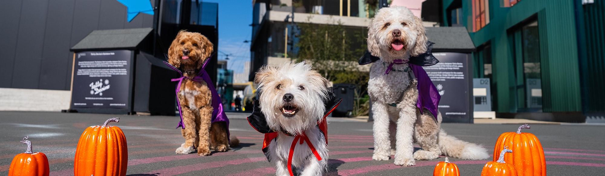 Dogs in Greenwich Peninsula