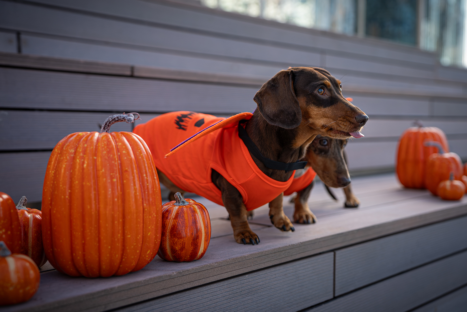 Sausage dogs in Halloween costumes in London