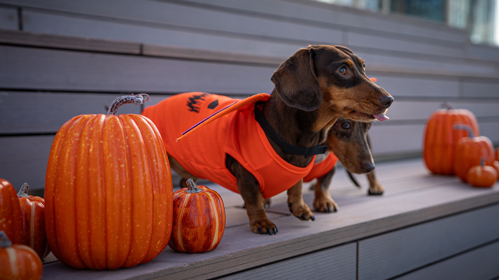 Sausage dogs in Halloween costumes in London