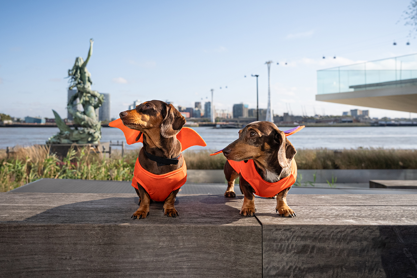 Dogs dressed up for Halloween in Greenwich