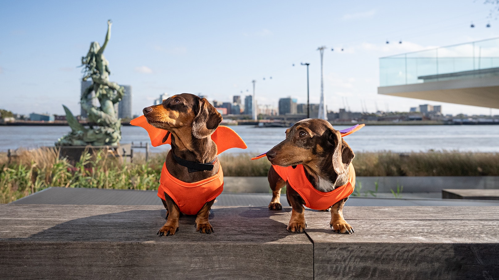 Dogs dressed up for Halloween in Greenwich