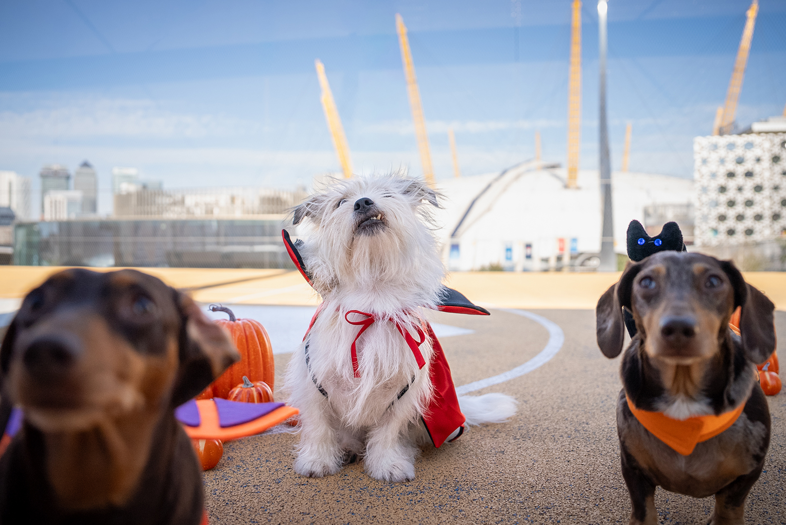 Dogs in front of the O2 Arena at Greenwich Peninsula in London