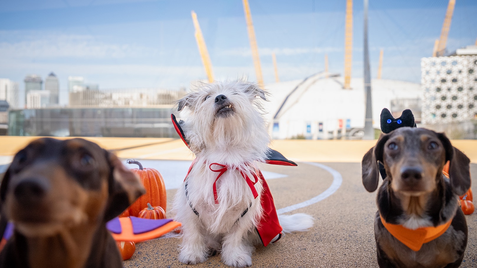 Dogs in front of the O2 Arena at Greenwich Peninsula in London