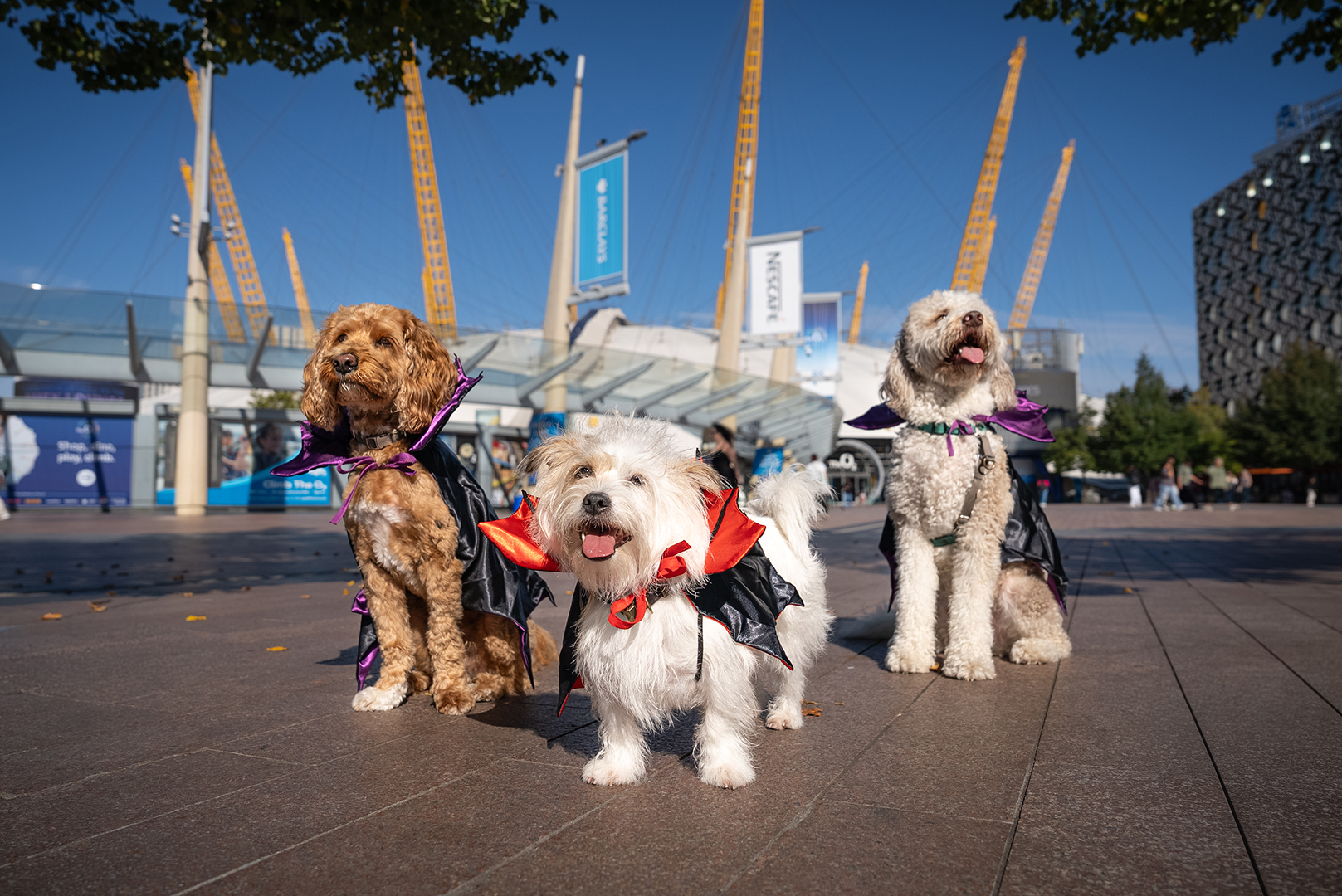 Dogs in Halloween costumes front of the O2 Arena at Greenwich Peninsula in London