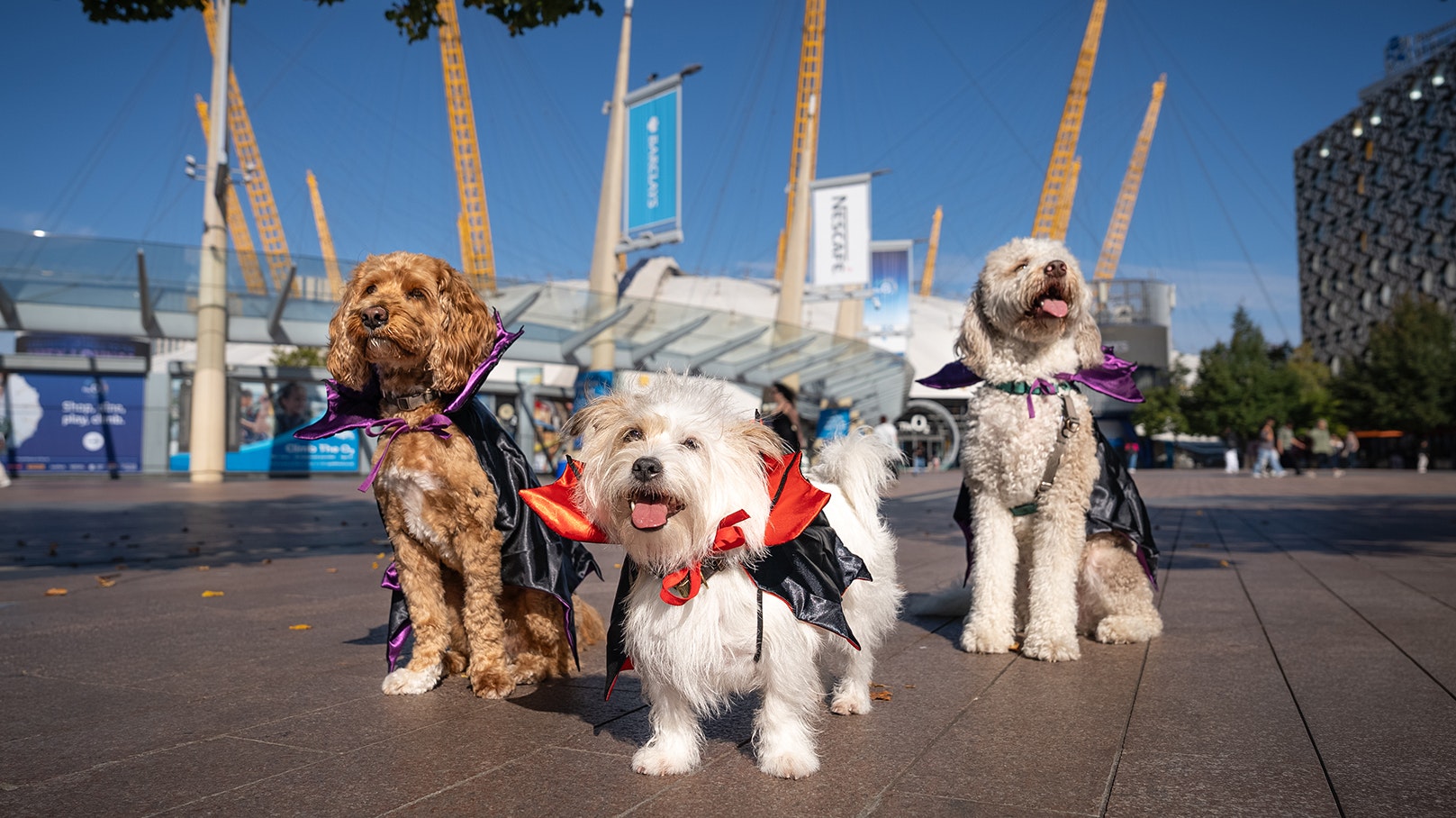 Dogs in Halloween costumes front of the O2 Arena at Greenwich Peninsula in London