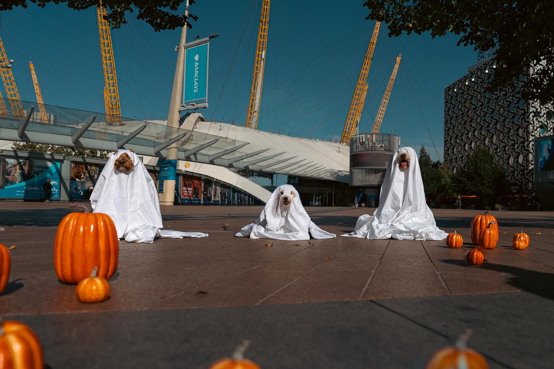 Dogs dressed as ghosts for Halloween in front of the O2 Arena at Greenwich Peninsula in London