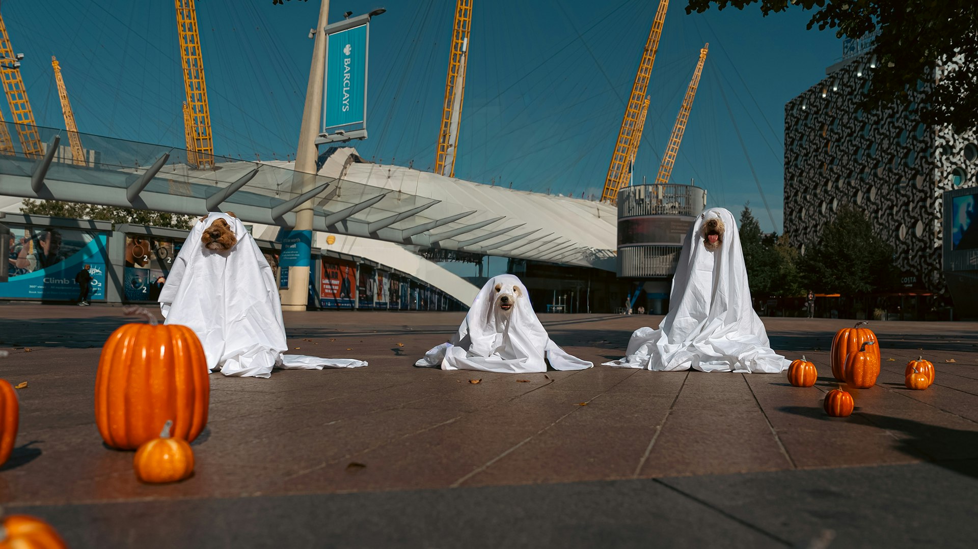 Dogs dressed as ghosts for Halloween in front of the O2 Arena at Greenwich Peninsula in London