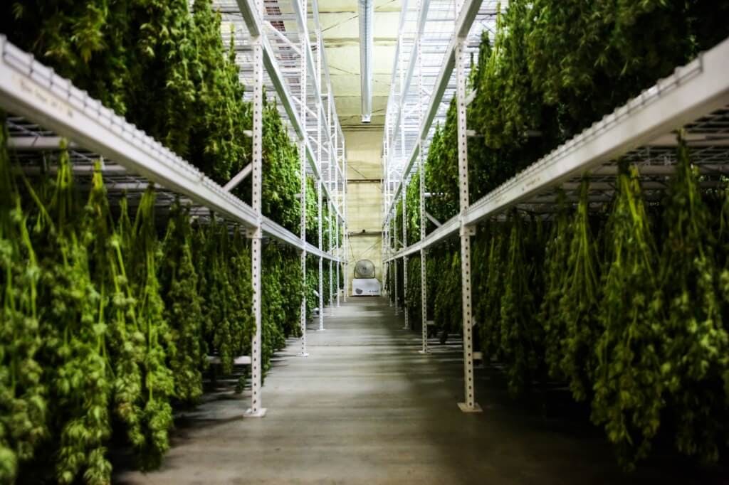 Marijuana hangs in the drying room