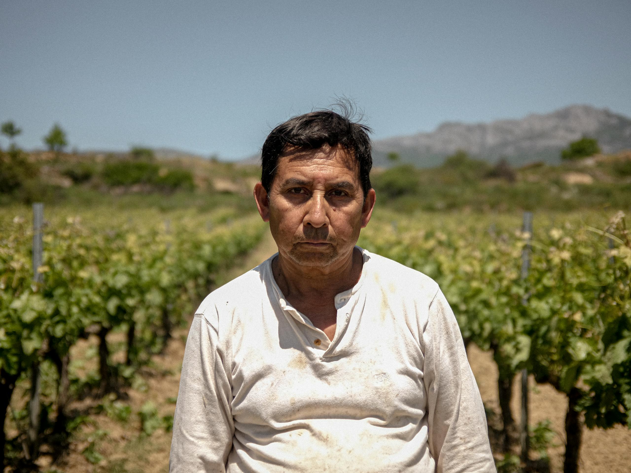 Vineyard worker Rioja Alavesa, Spain. July 2016 Photograph: Guido van Helten