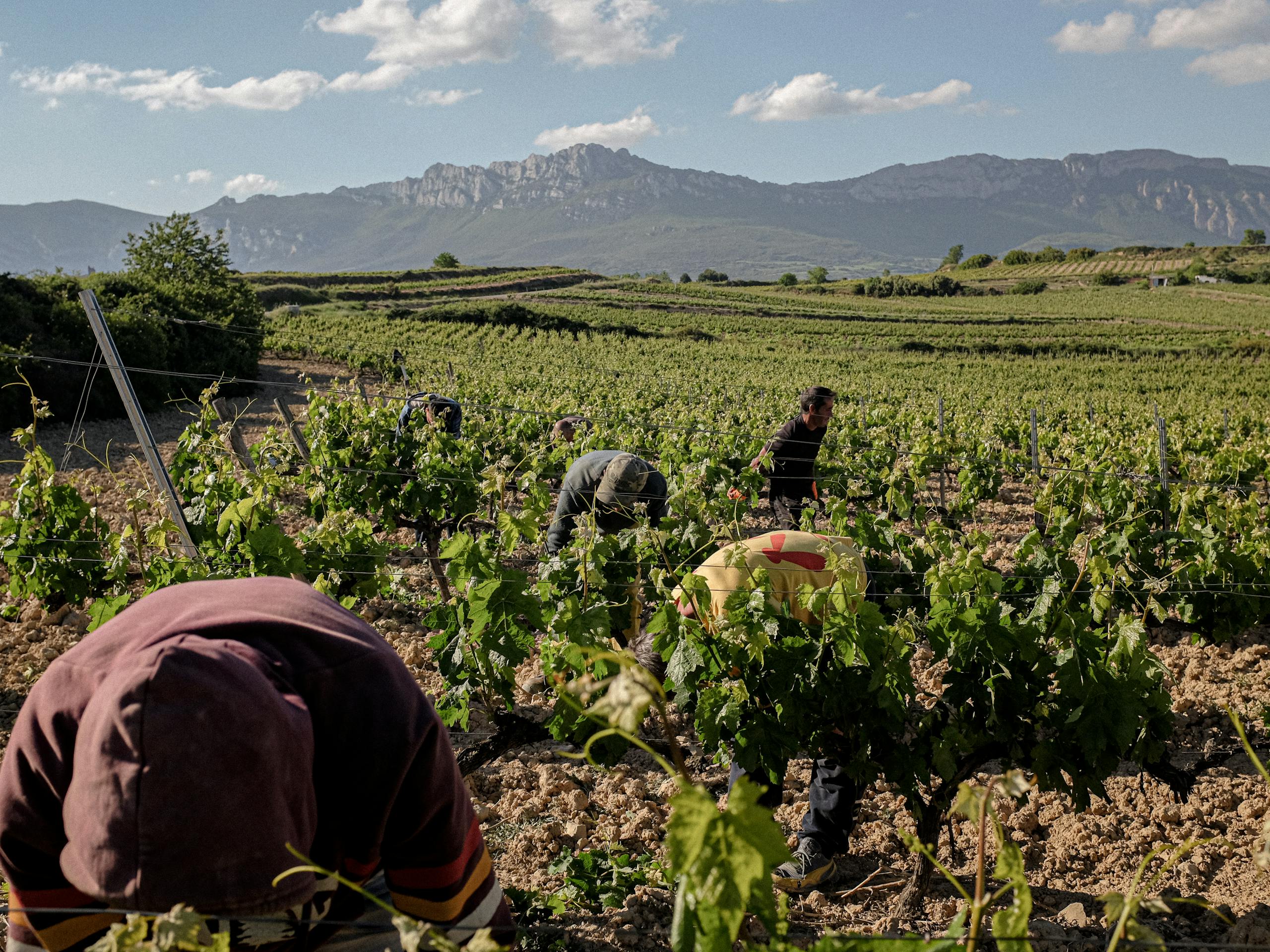 Vineyards surrounding the town of Laguardia, Sierra de Cantabria in the background Rioja Alavesa, Spain. July 2016 Photograph: Guido van Helten