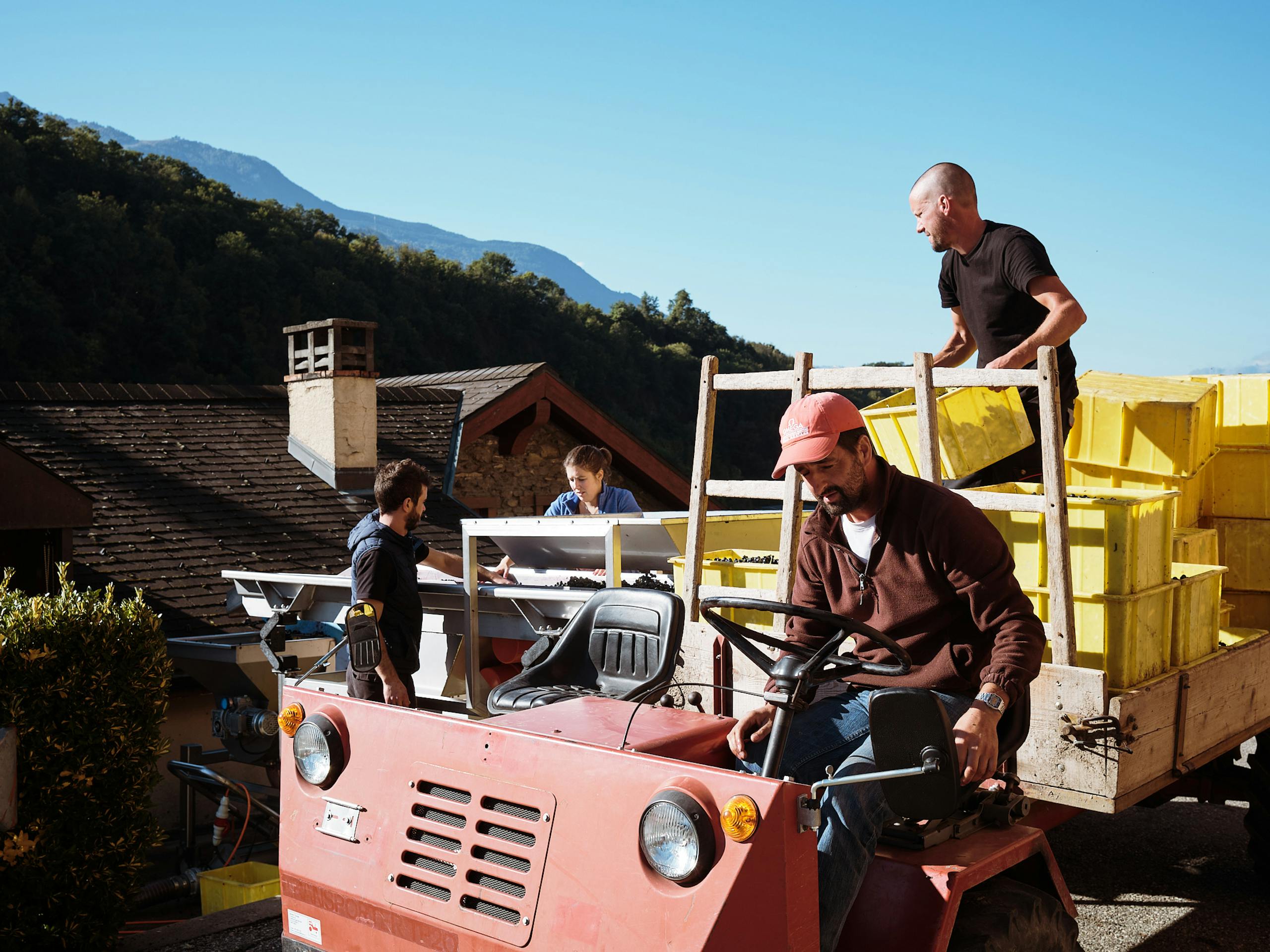 Colour studies of the Valais region - Wine harvest at Domaine du Mont d'Or, Martigny, Switzerland. October 2021