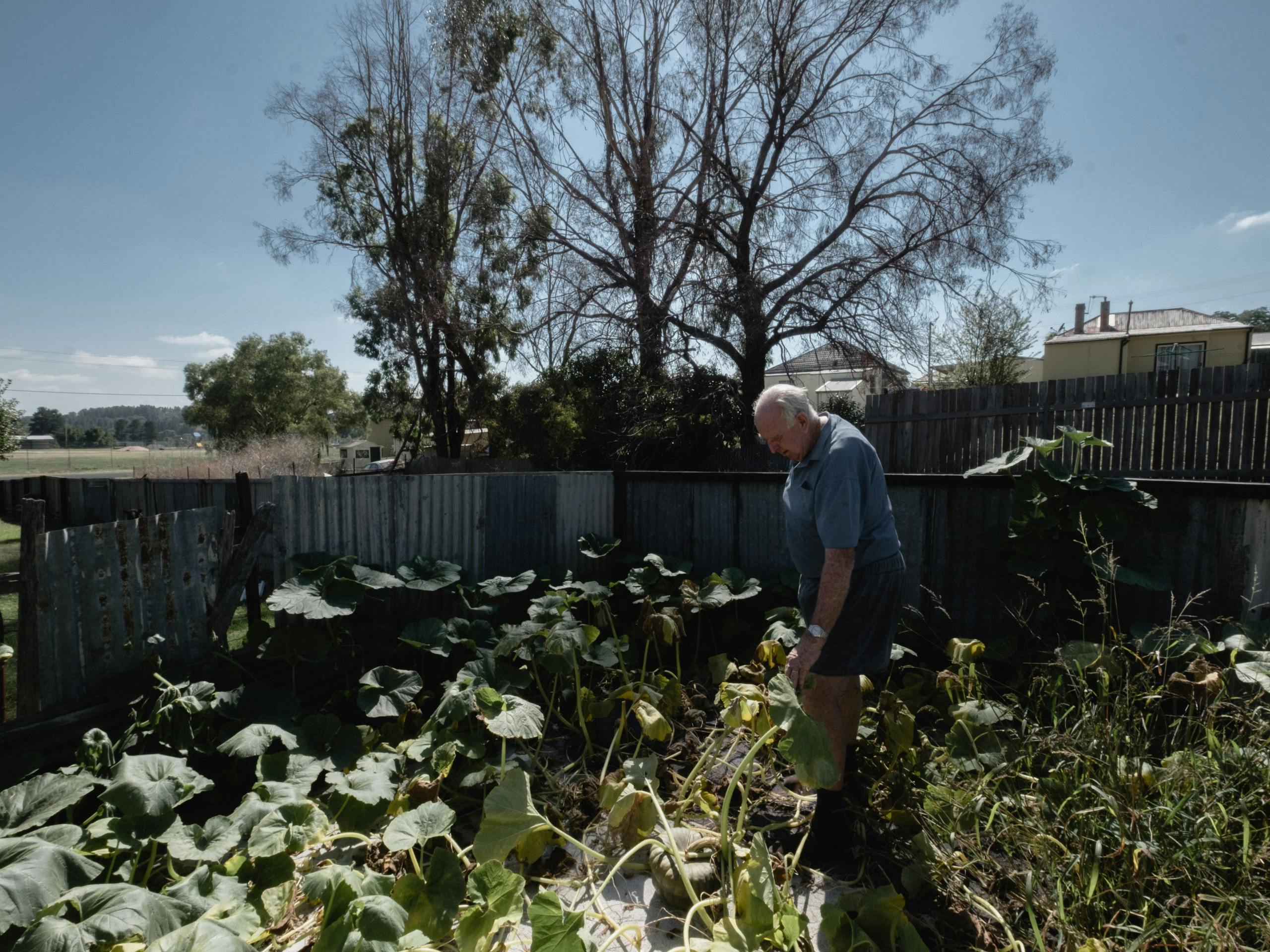 Herb Coleman shows us around his kitchen garden Portland, NSW, Australia. May 2018 Photographs: Guido van Helten