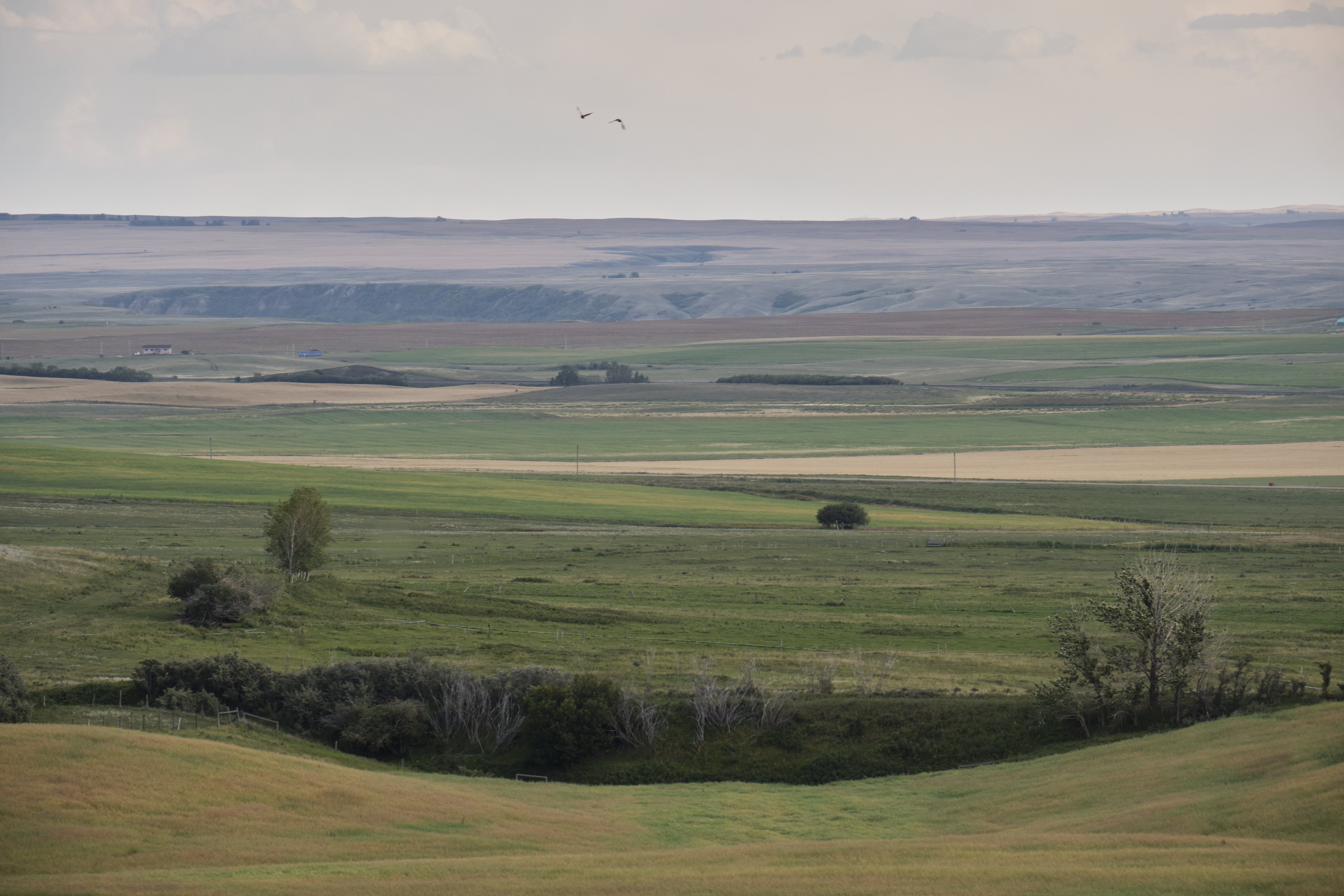 Siksika Nation 90km East of Calgary Alberta, Canada. September&nbsp;2019 Photograph: Guido van Helten