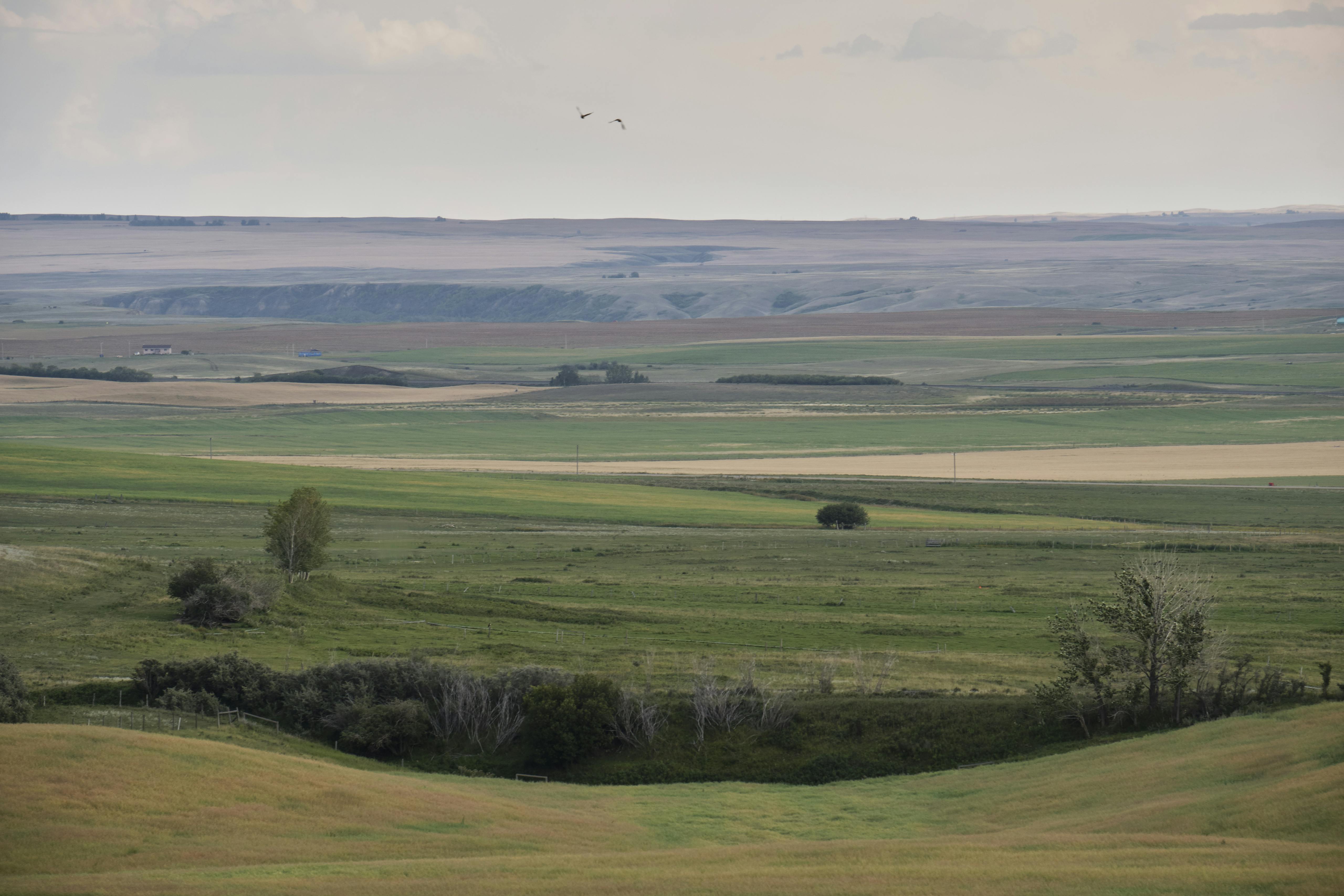 Siksika Nation 90km East of Calgary Alberta, Canada. September 2019 Photograph: Guido van Helten