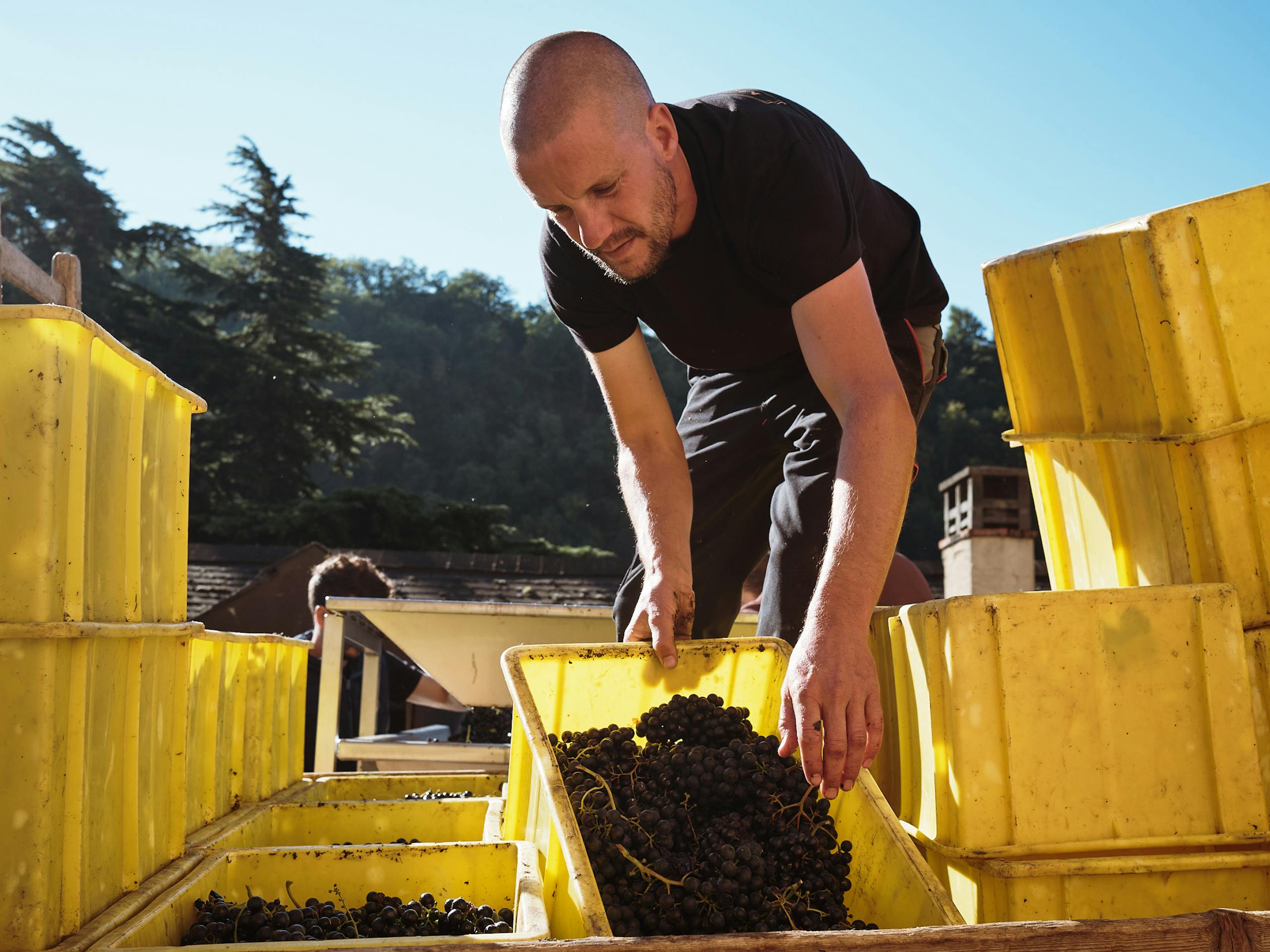 Colour studies of the Valais region - Wine harvest at Domaine du Mont d'Or, Martigny, Switzerland. October 2021