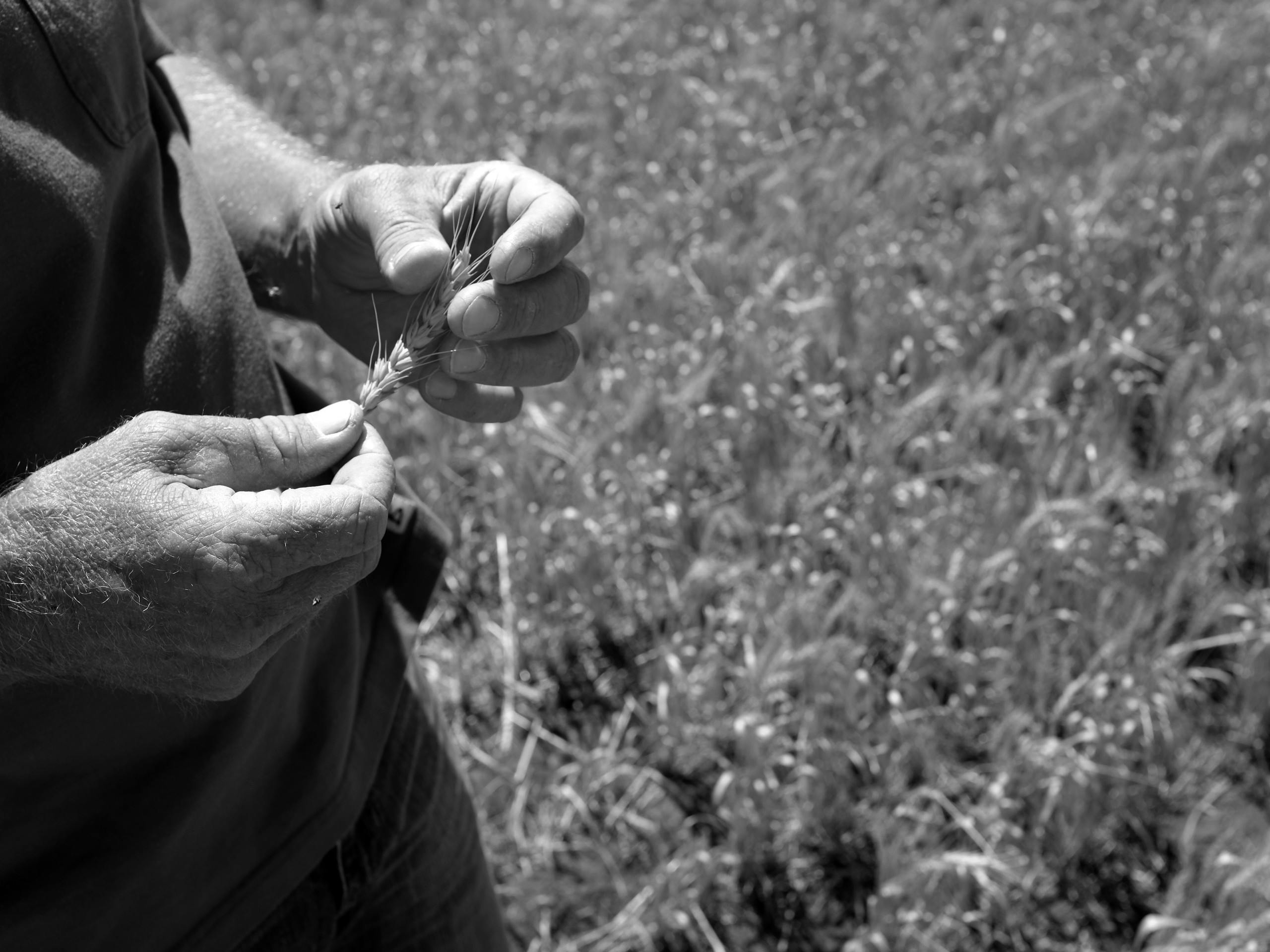 Wheat country around Wimmera, Brim, Victoria, Australia. December 2015. Photograph: Guido van Helten