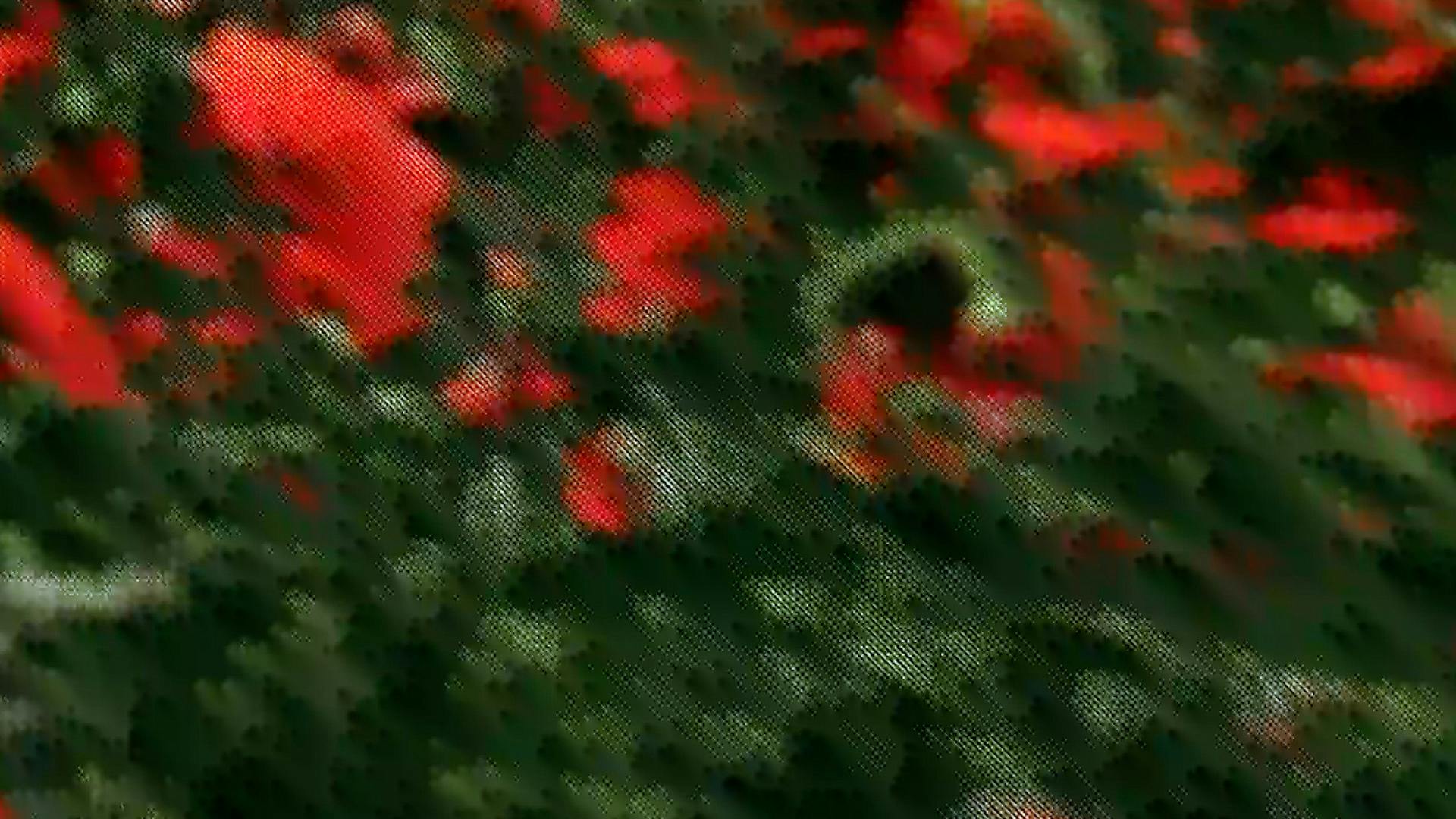 ALPHONSE-MAITRE-PIERRE-CREATIVE-DOING-COQUELICOT