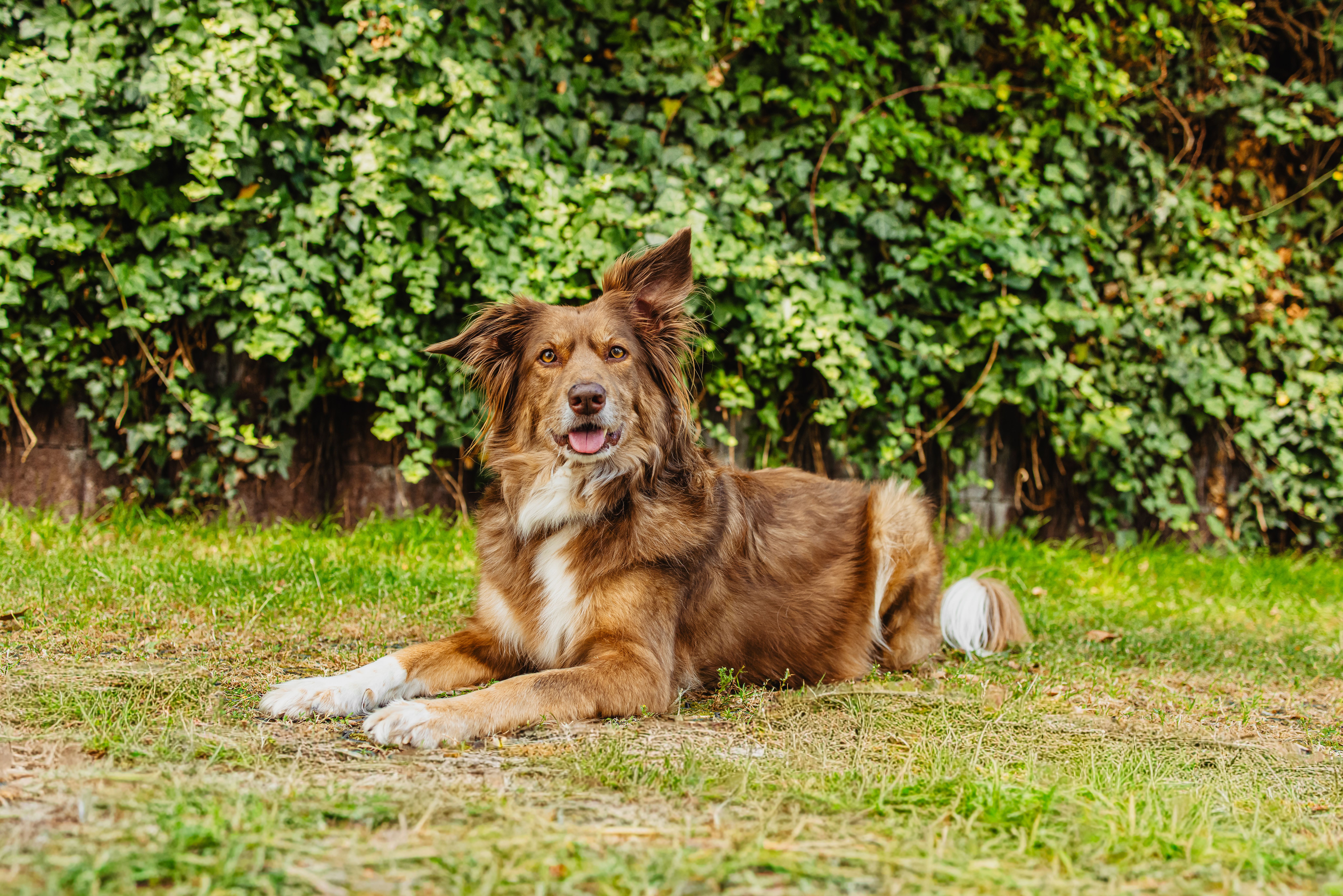 Hund liegt im Hof