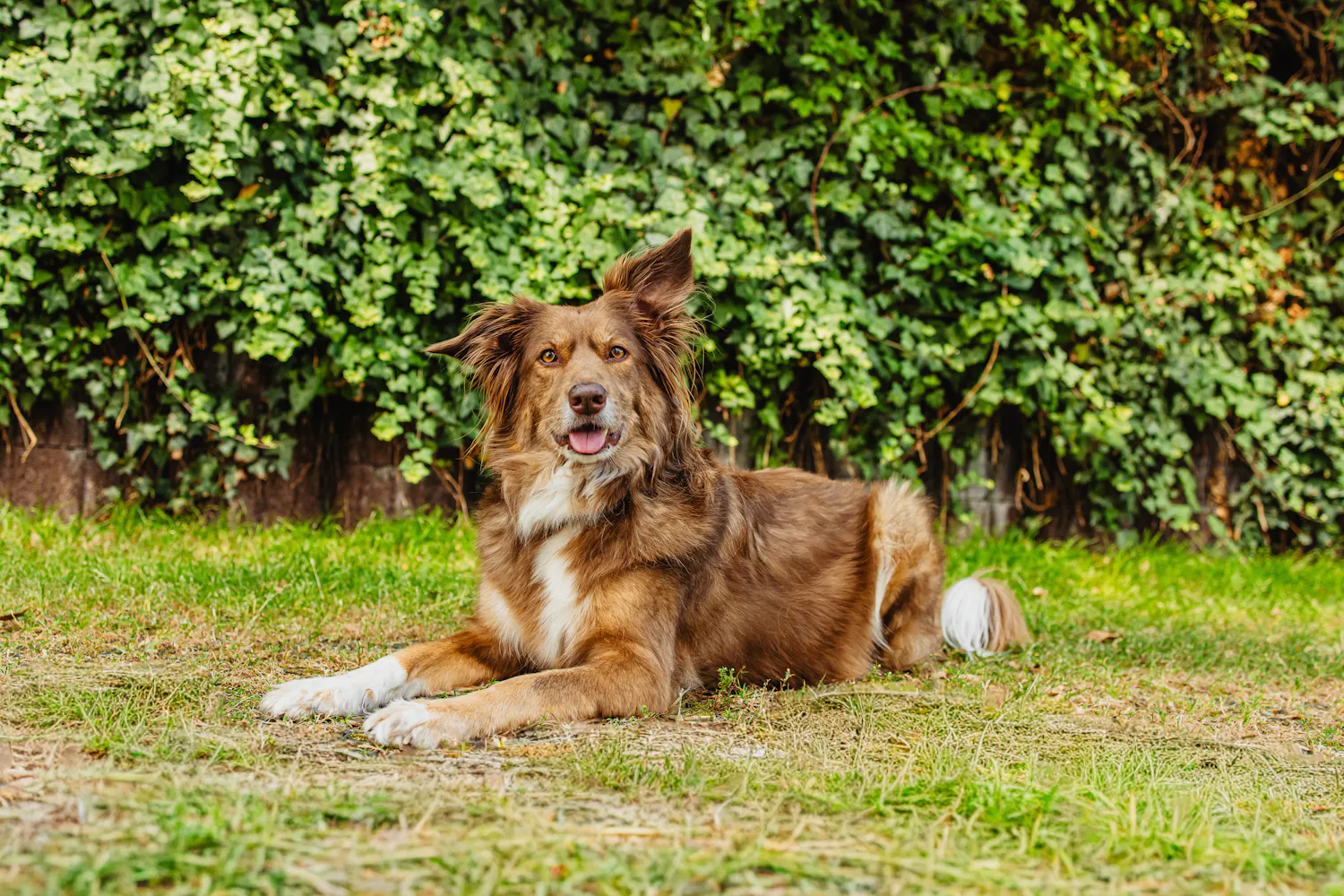 Hund im Außenhof Hund im Außenhof