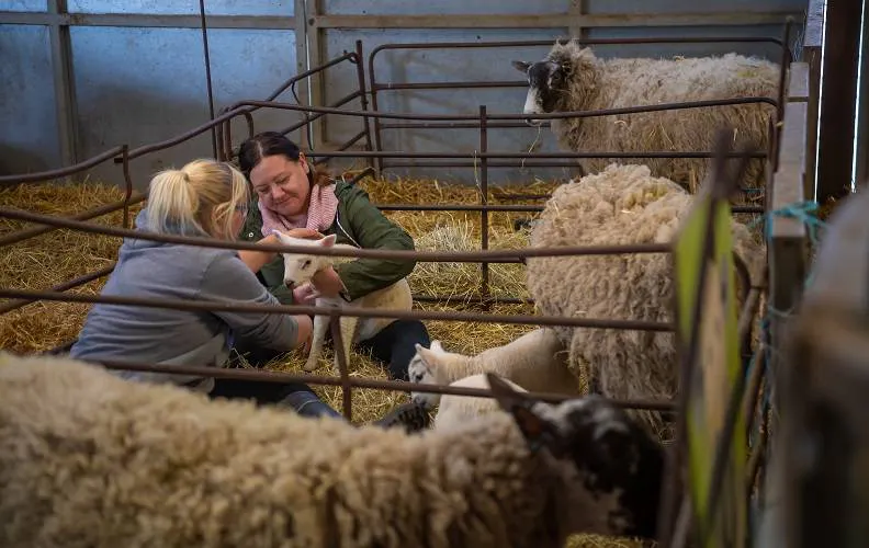 farm animals