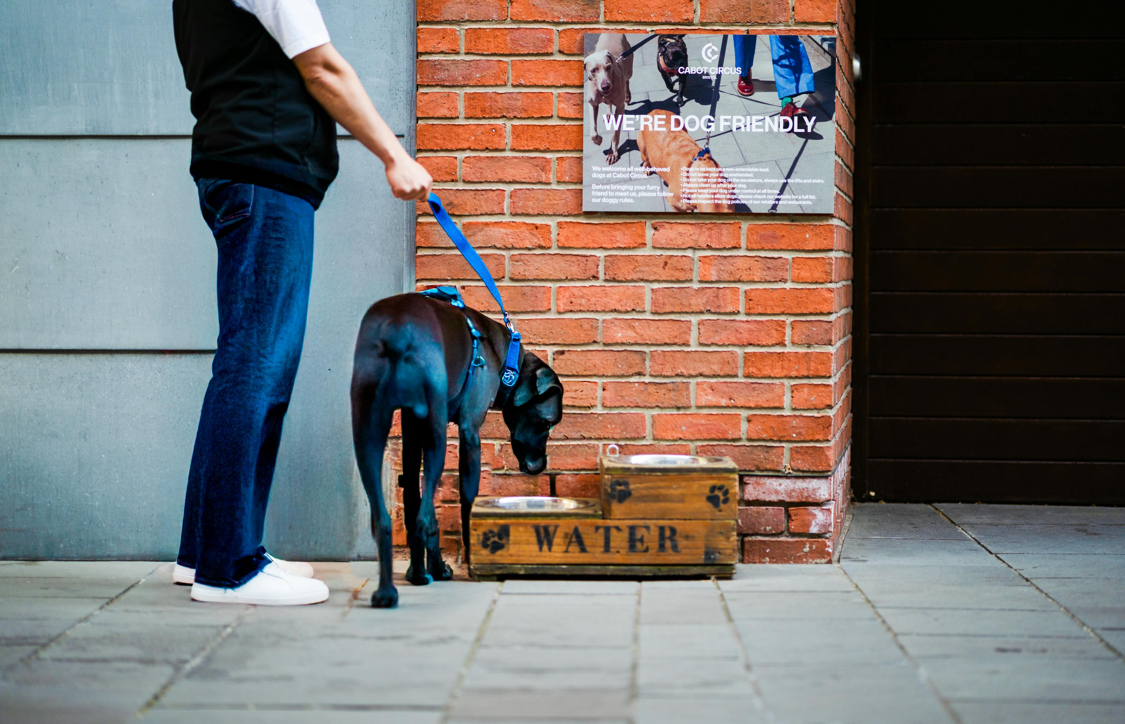 dogs welcome at cabot circus