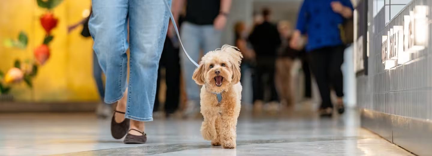 dogs at brent cross