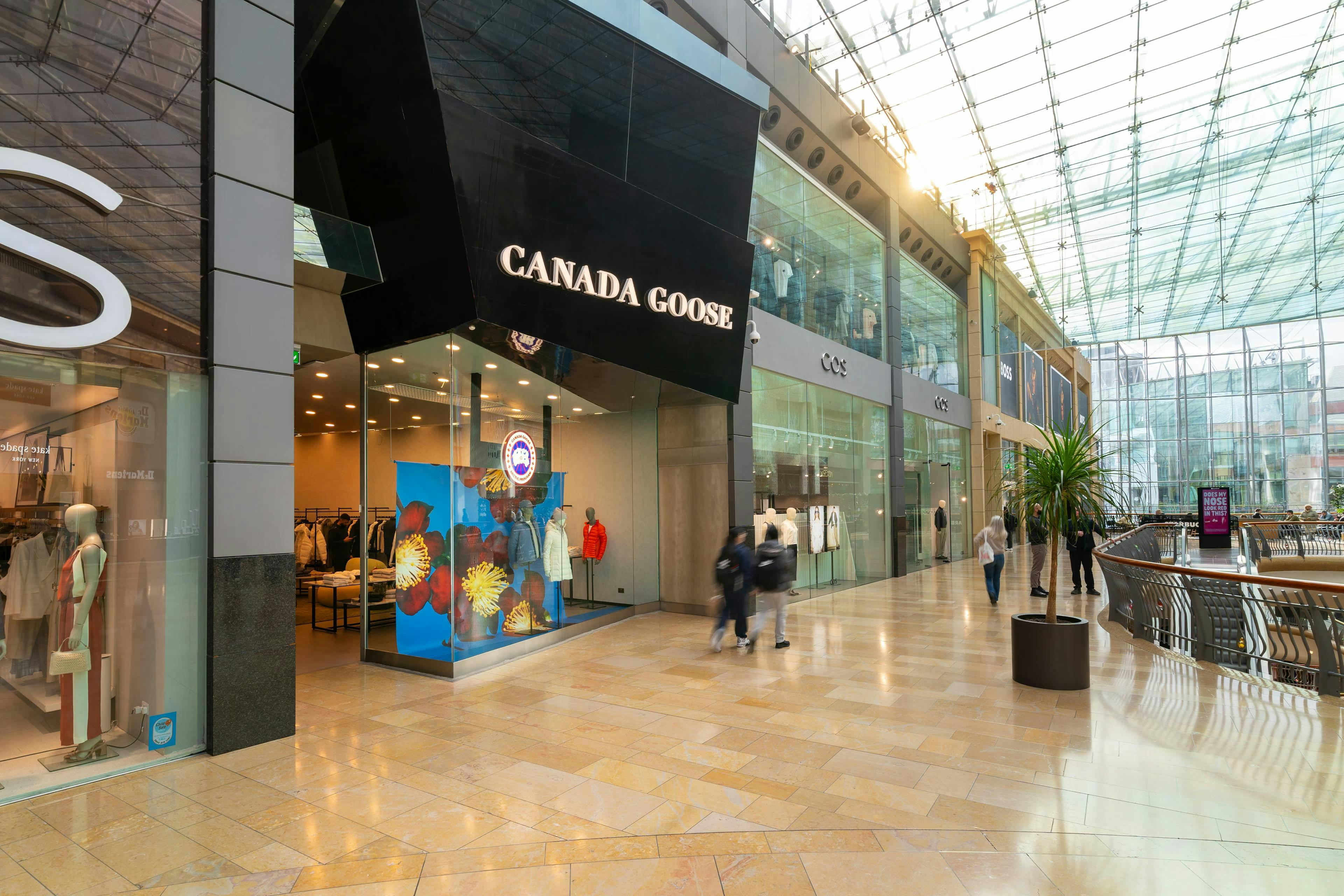Canada Goose in Bullring, Birmingham