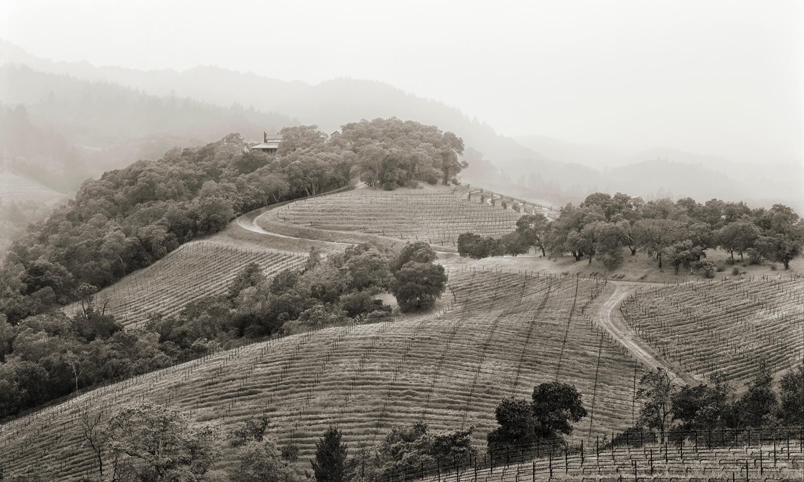 Harlan Estate winery and vineyards, looking northwest from upper olive grove