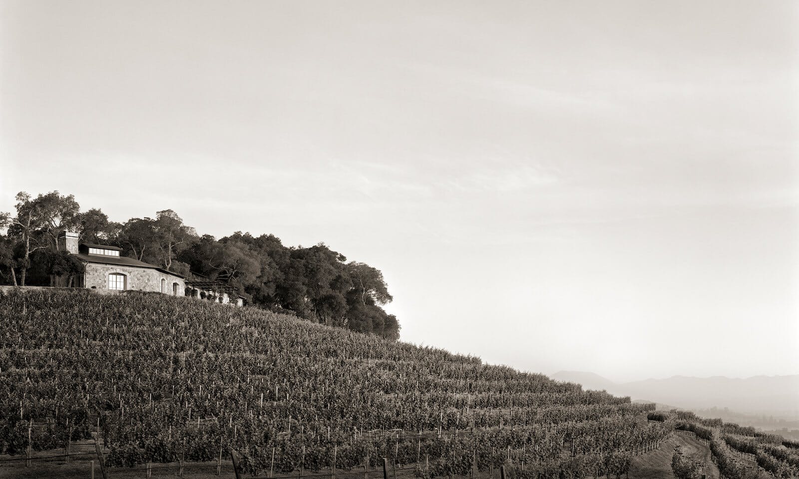 Vineyard office at first light