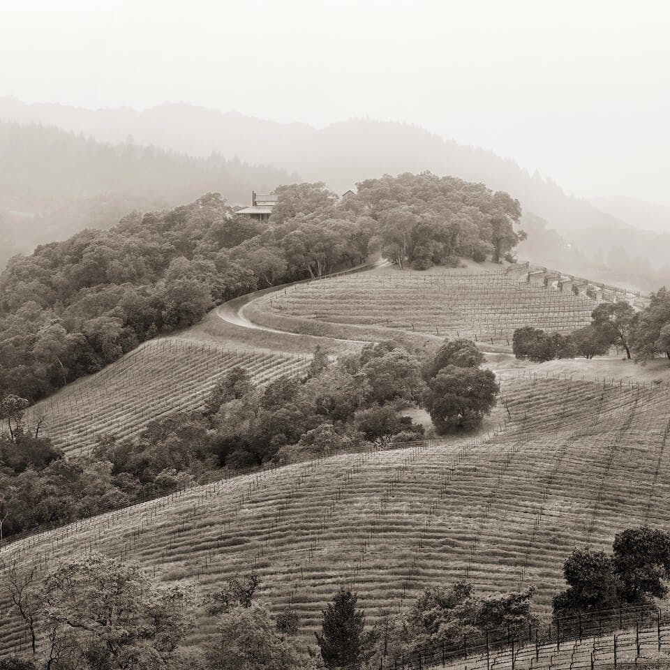 Harlan Estate winery and vineyards, looking northwest from upper olive grove