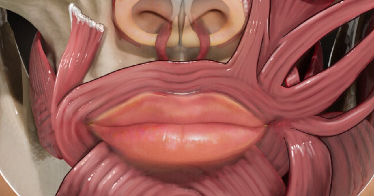 Lip Flip facial anatomy - Harley Academy diagram