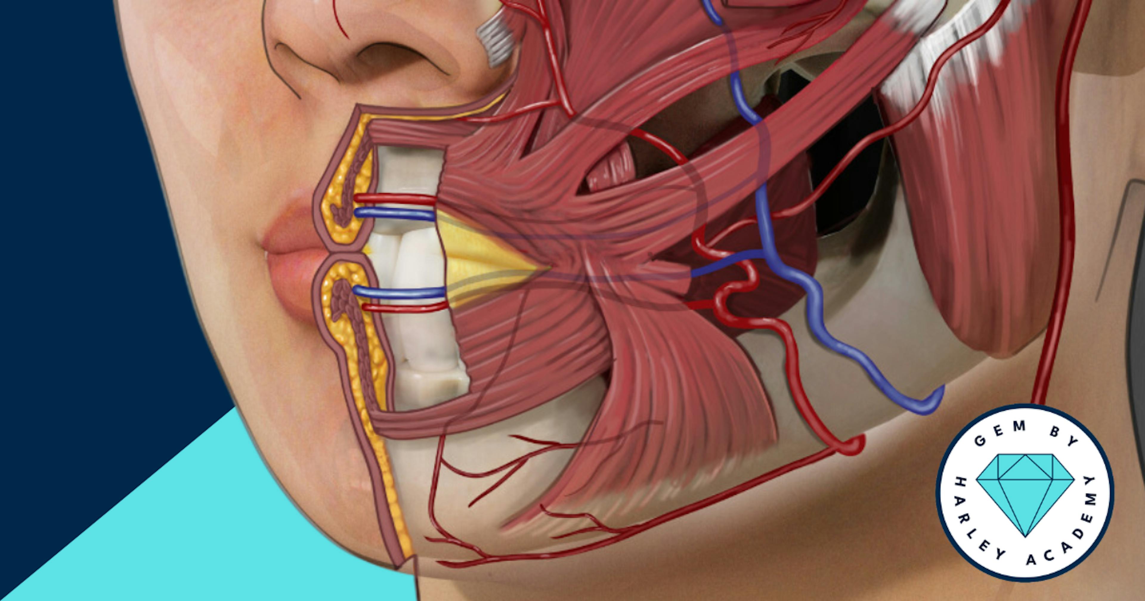 lip anatomy for aesthetic practitioners