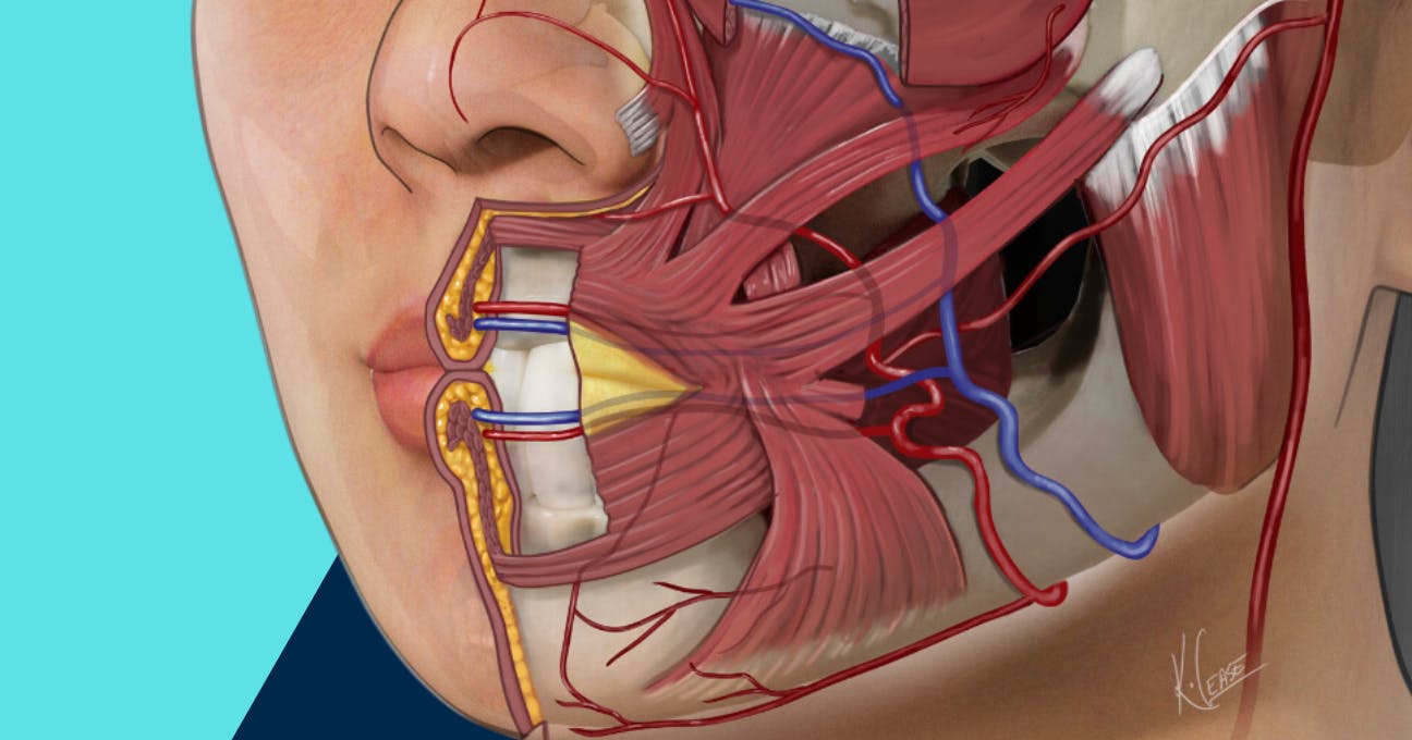 lip anatomy for aesthetic practitioners