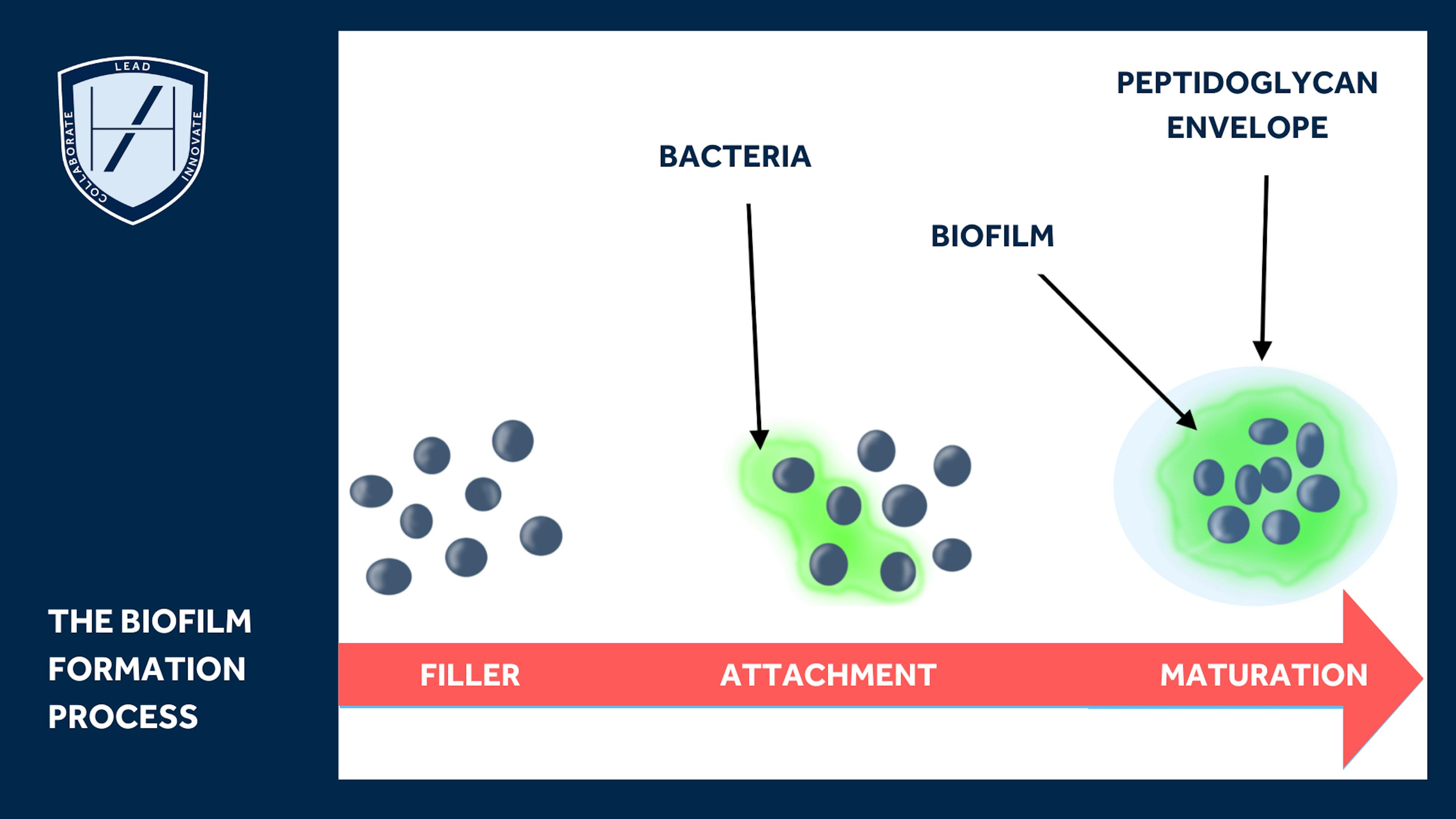 BIOFILM FORMATION PROCESS DIAGRAM - FILLER-RELATED COMPLICATIONS