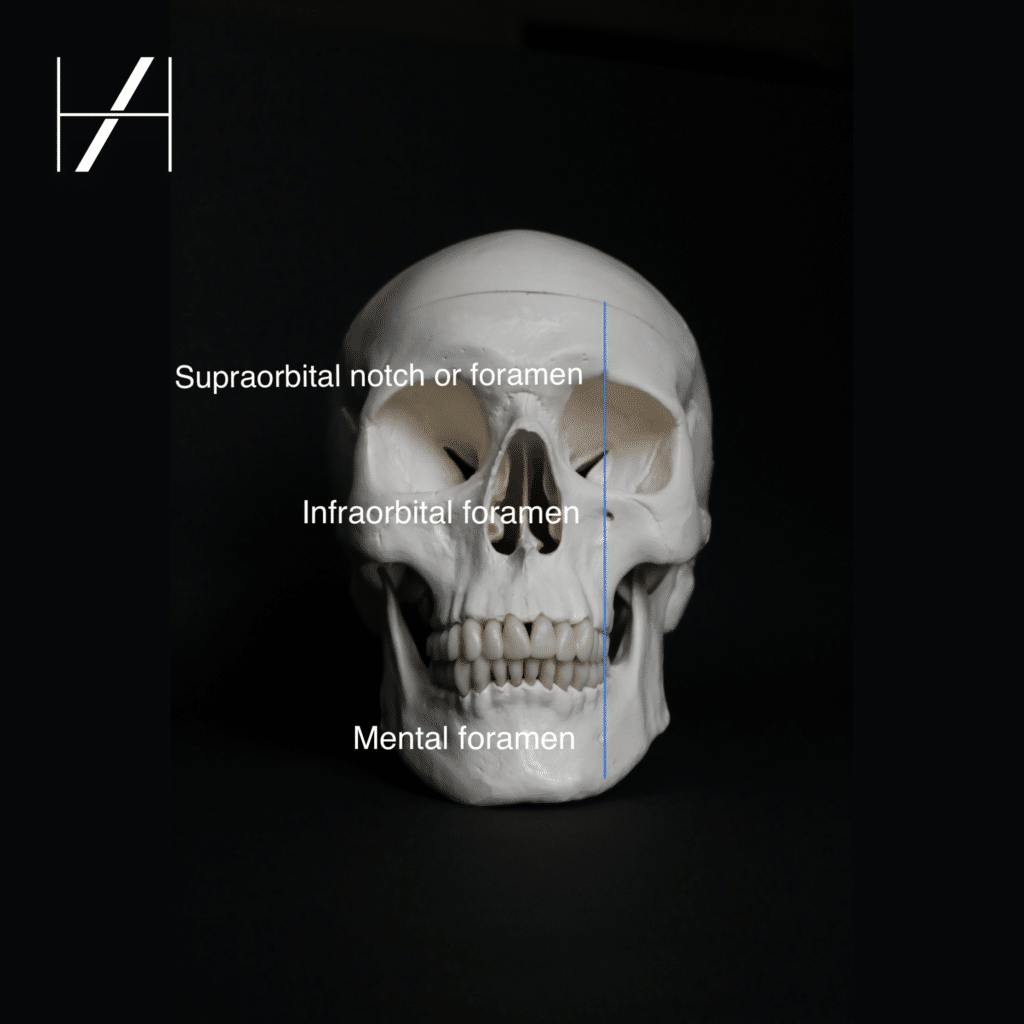 How To Avoid Skull Foramina With Dermal Fillers