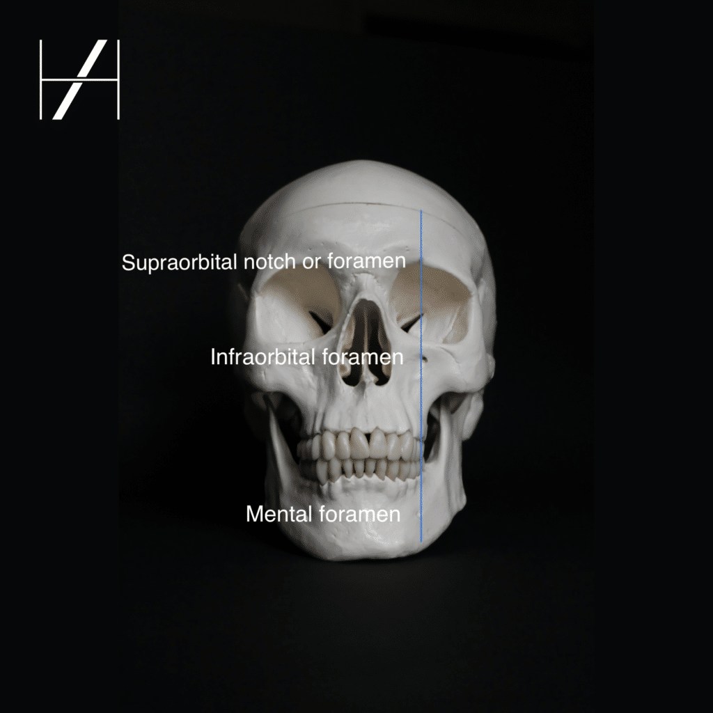 How To Avoid Skull Foramina With Dermal Fillers