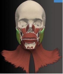 masseter