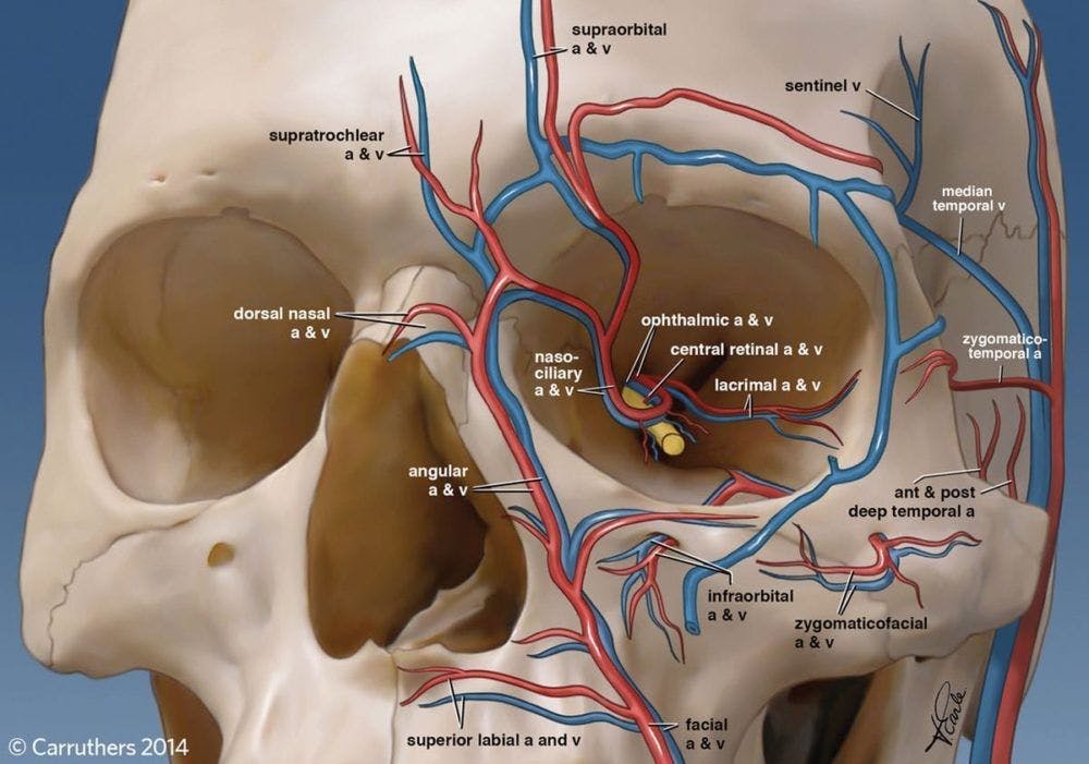 blood vessels around the eye