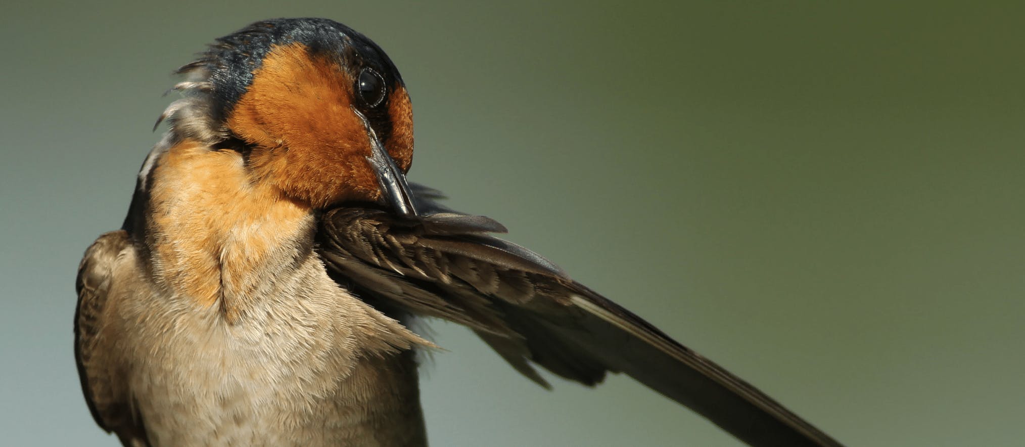 Preening bird