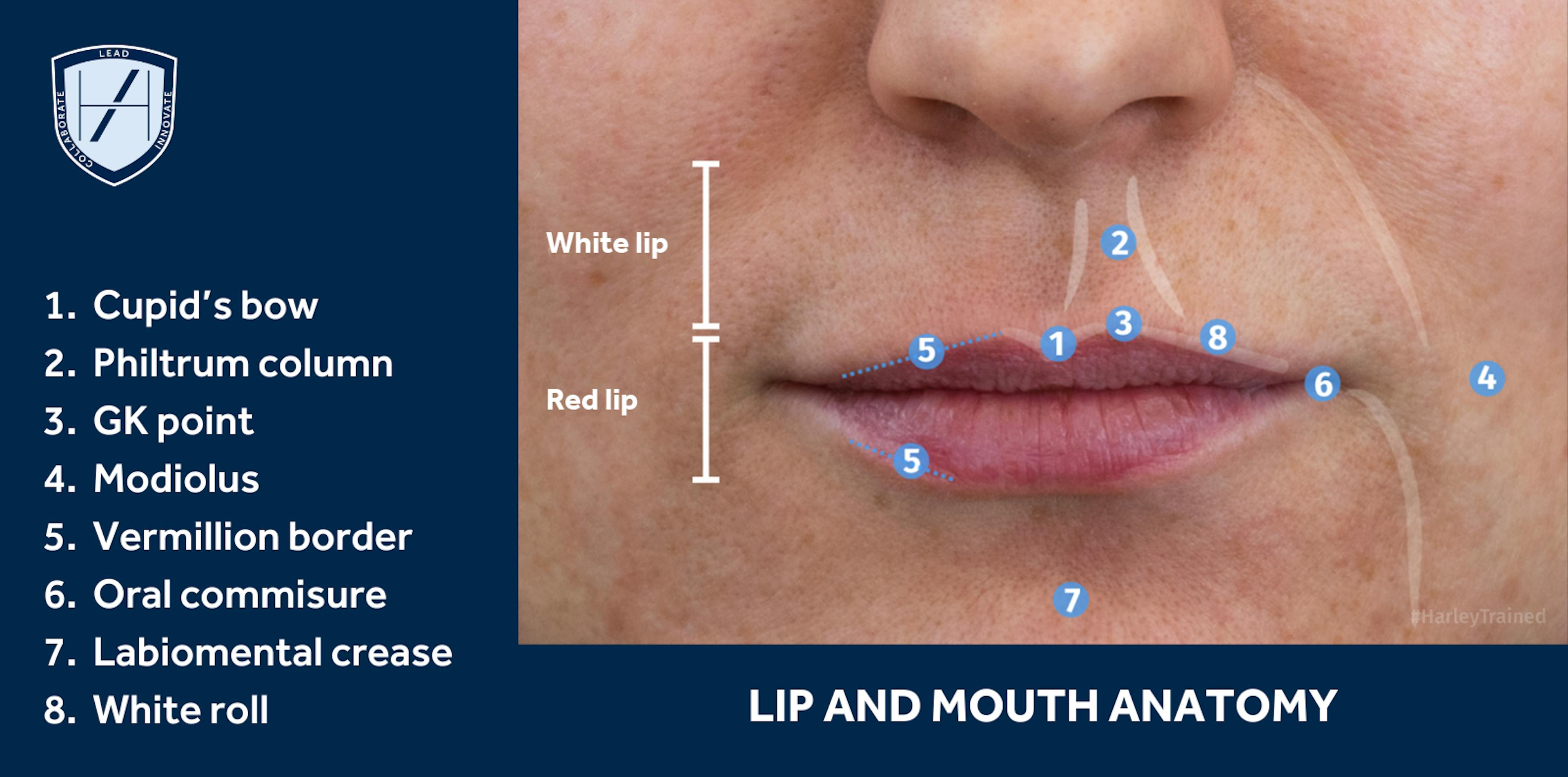 LIP AND MOUTH ANATOMY
