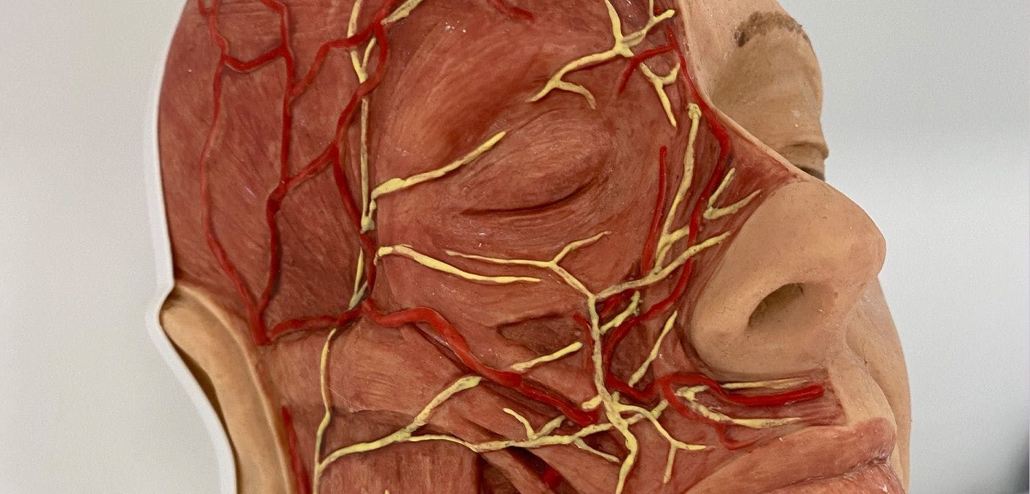 Understanding anatomy for botulinum toxin injectors advice