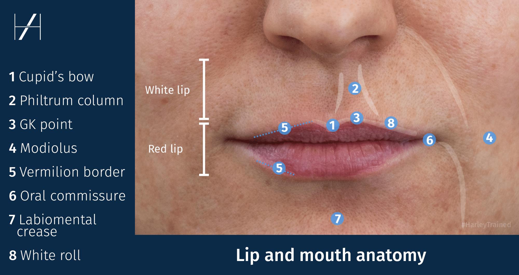 Lip and mouth anatomy