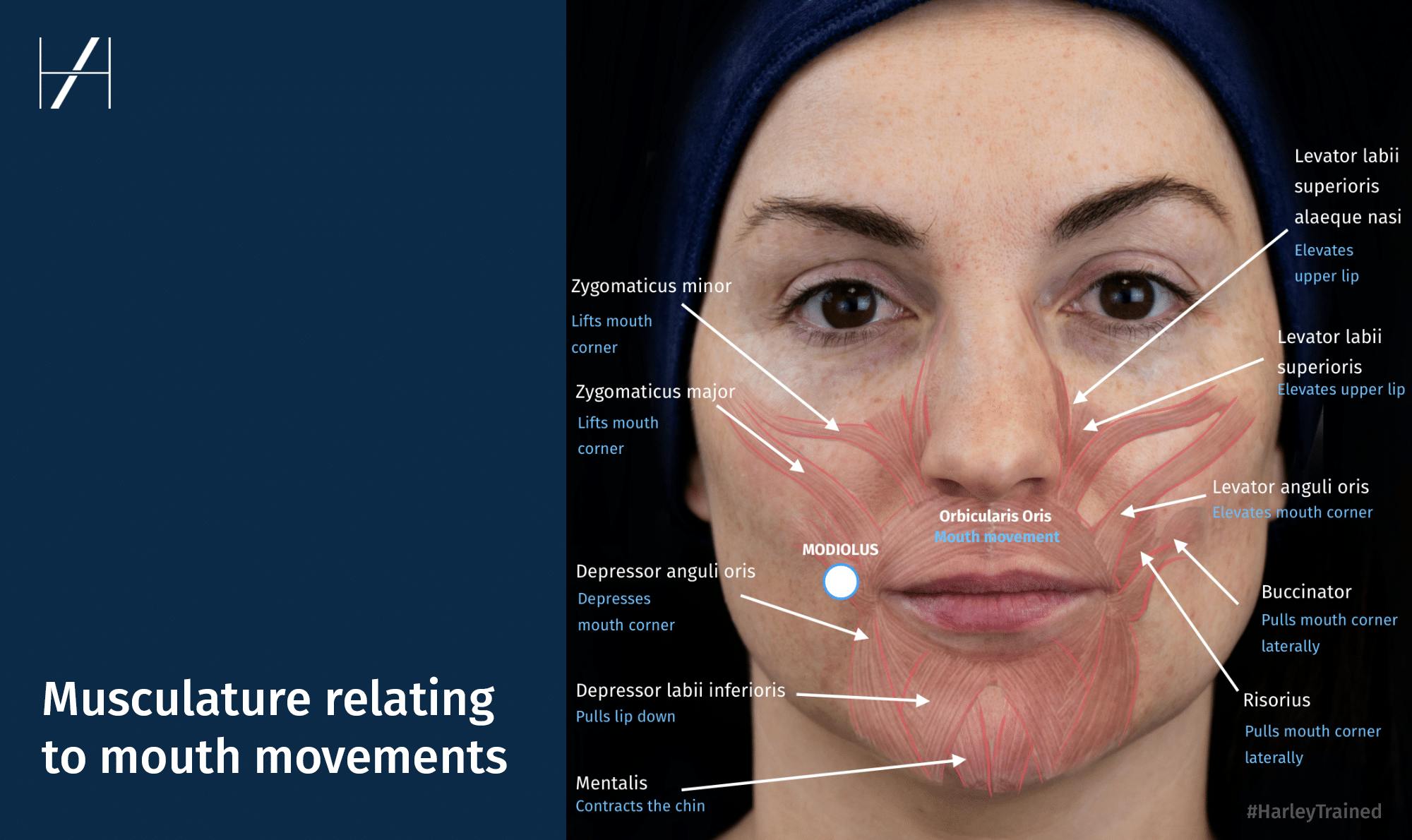 Lip Ptosis Diagram of Musculature relating to mouth movements
