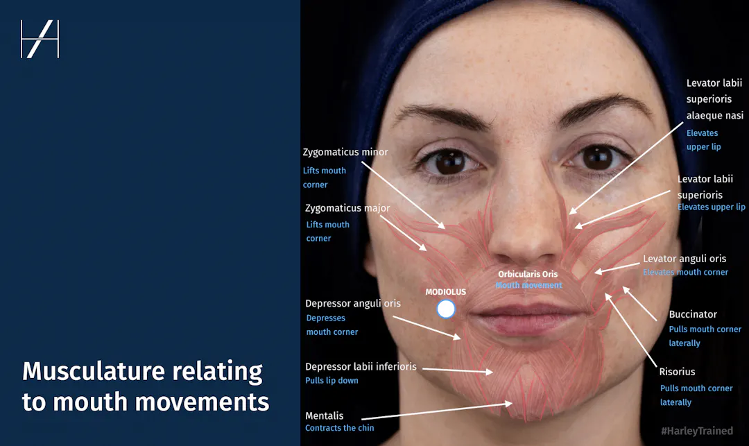 What does Lip Ptosis look like and what causes it?
