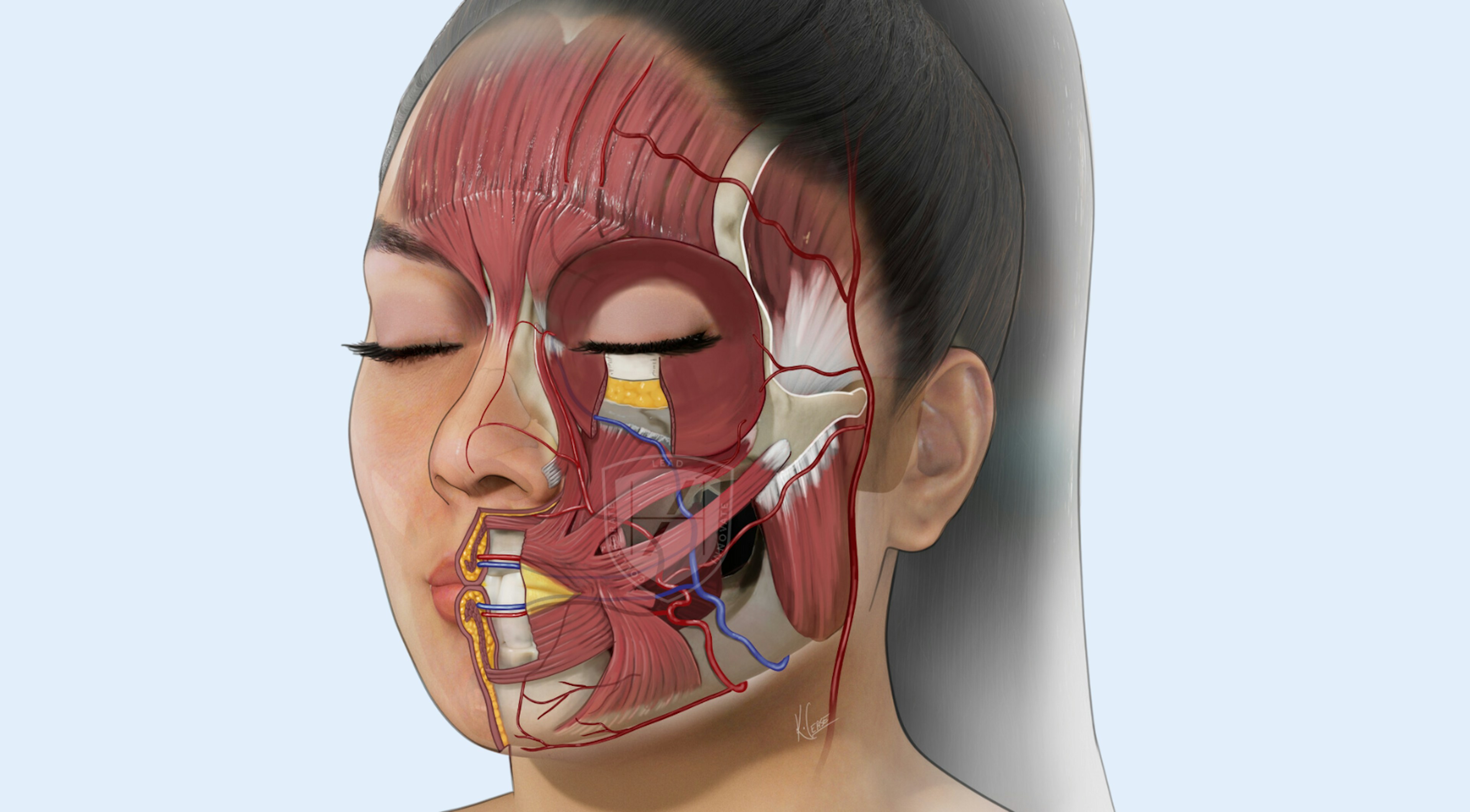 Facial anatomy for medical aesthetics - cosmetic doctors, dentists, nurses, midwives, clinical pharmacists