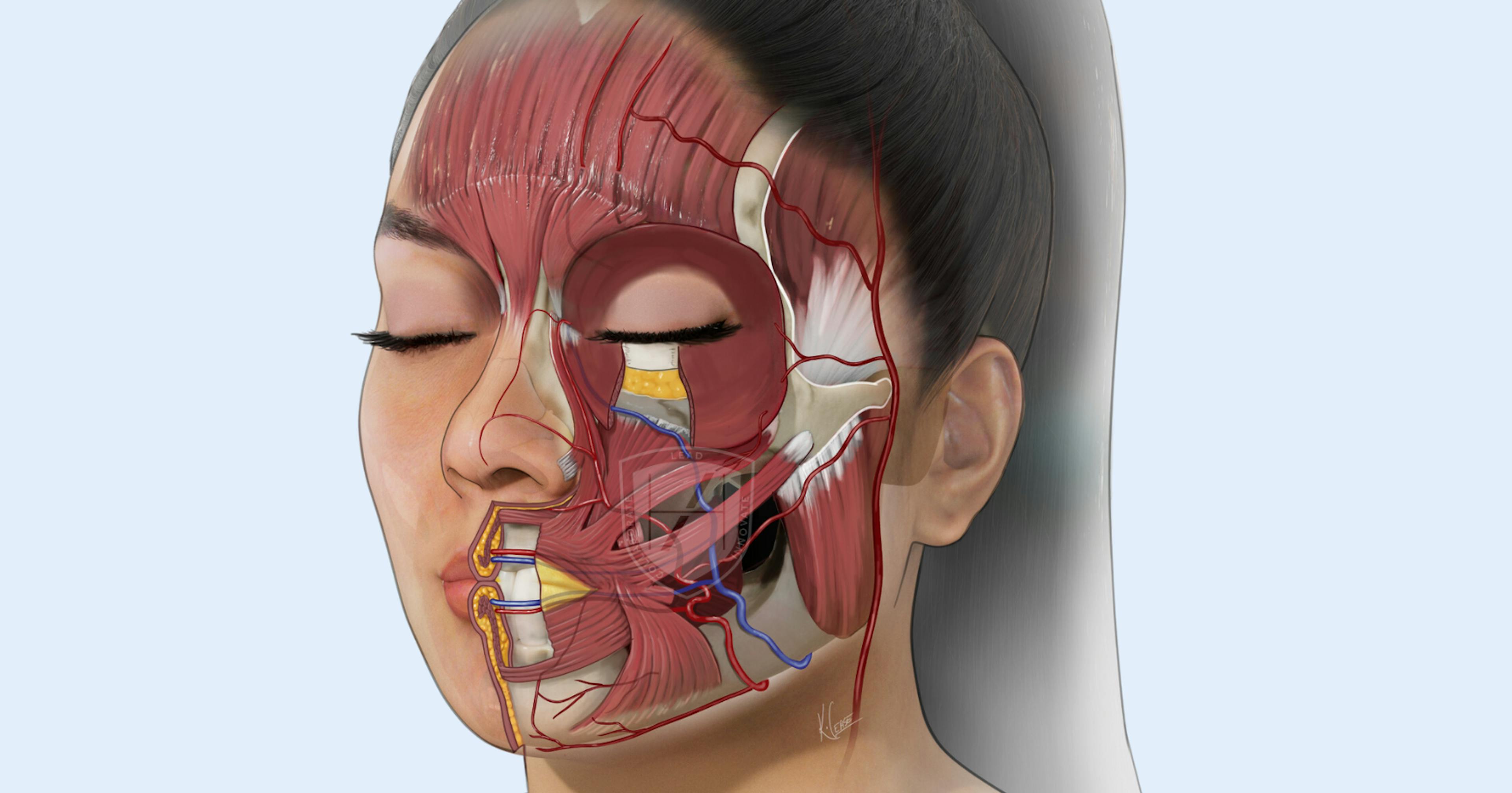 Facial anatomy for medical aesthetics - cosmetic dentists