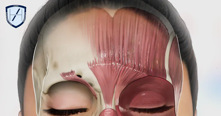 The Most High-Risk Injection Zones for Filler, Toxin & Biostimulators