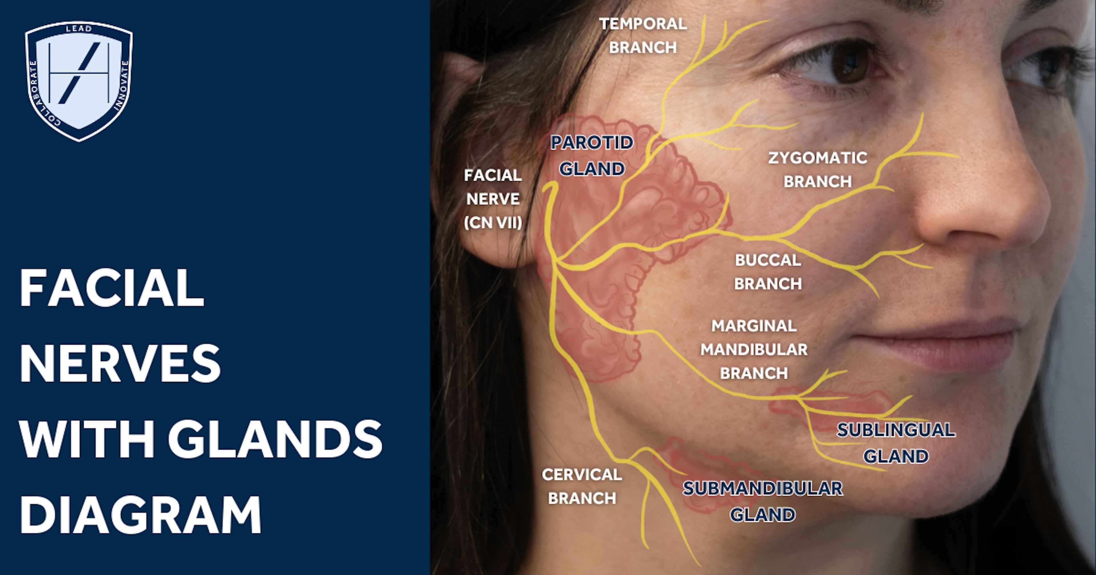 Facial nerves with glands - facial anatomy diagram for aesthetics practitioners