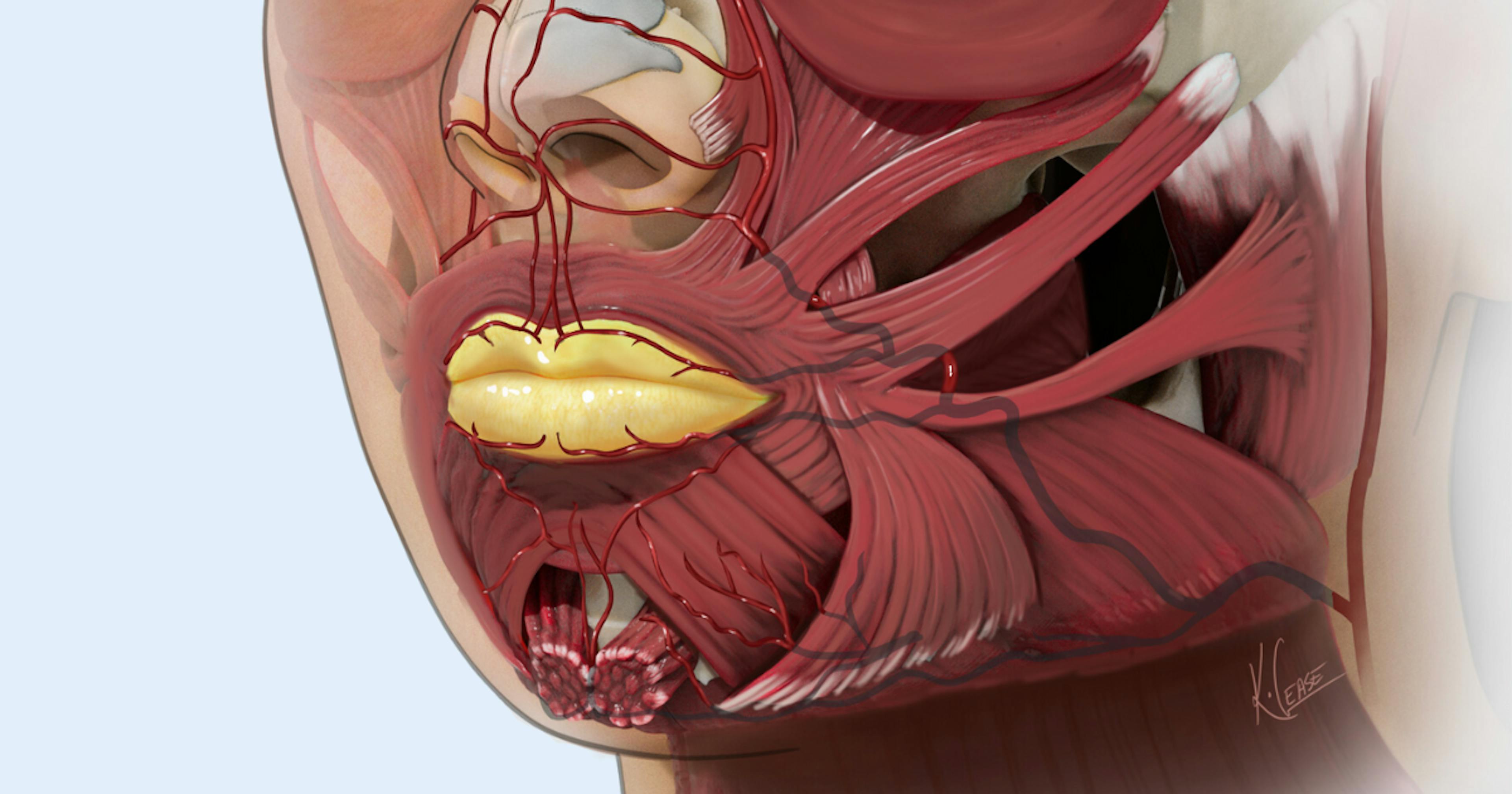 Lower face musculature facial anatomy diagram