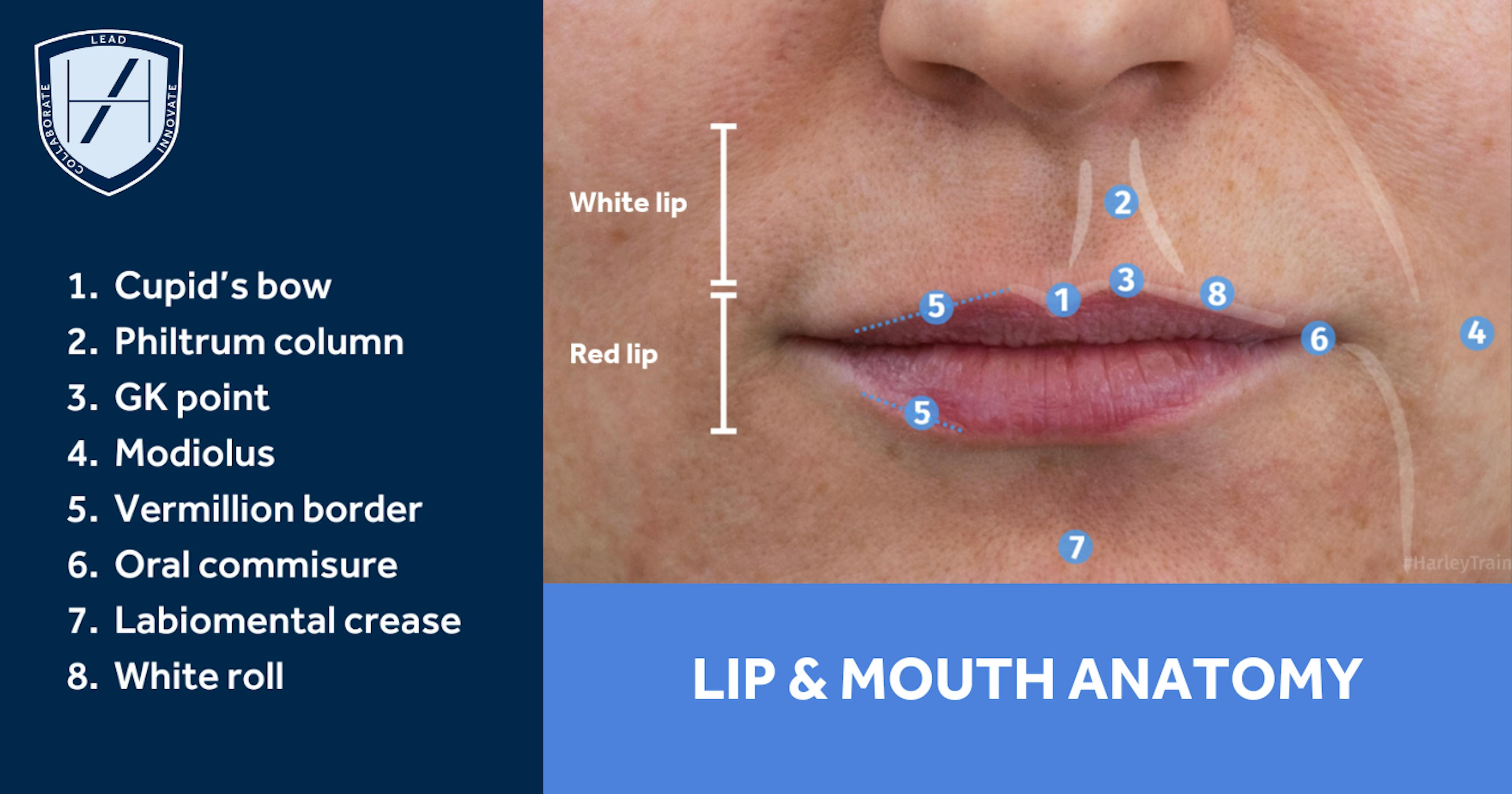 Lip & Mouth Anatomy for Aesthetics Practitioners - Diagram